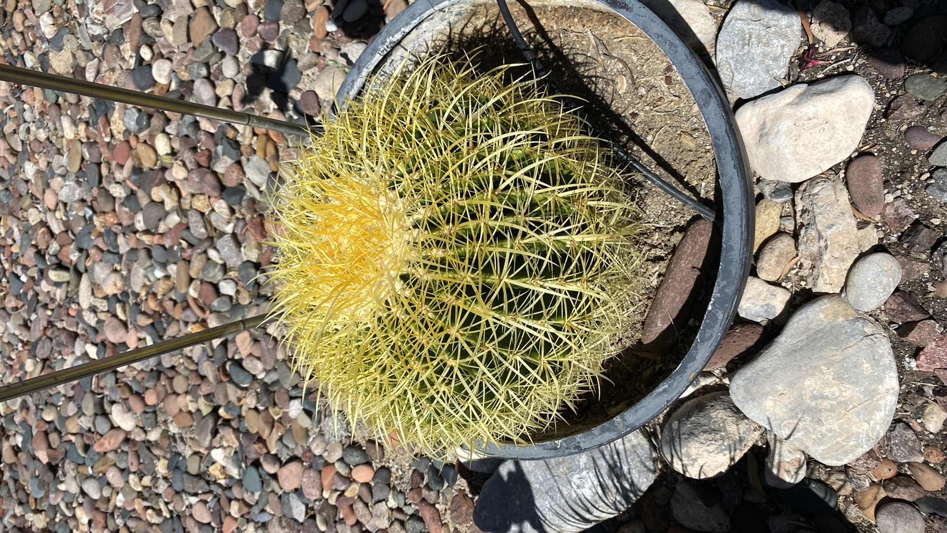 Photo 3 of CACTUS IN POT WITH SOLAR LIGHTS POT MEASURES 14” x 8 1/2”