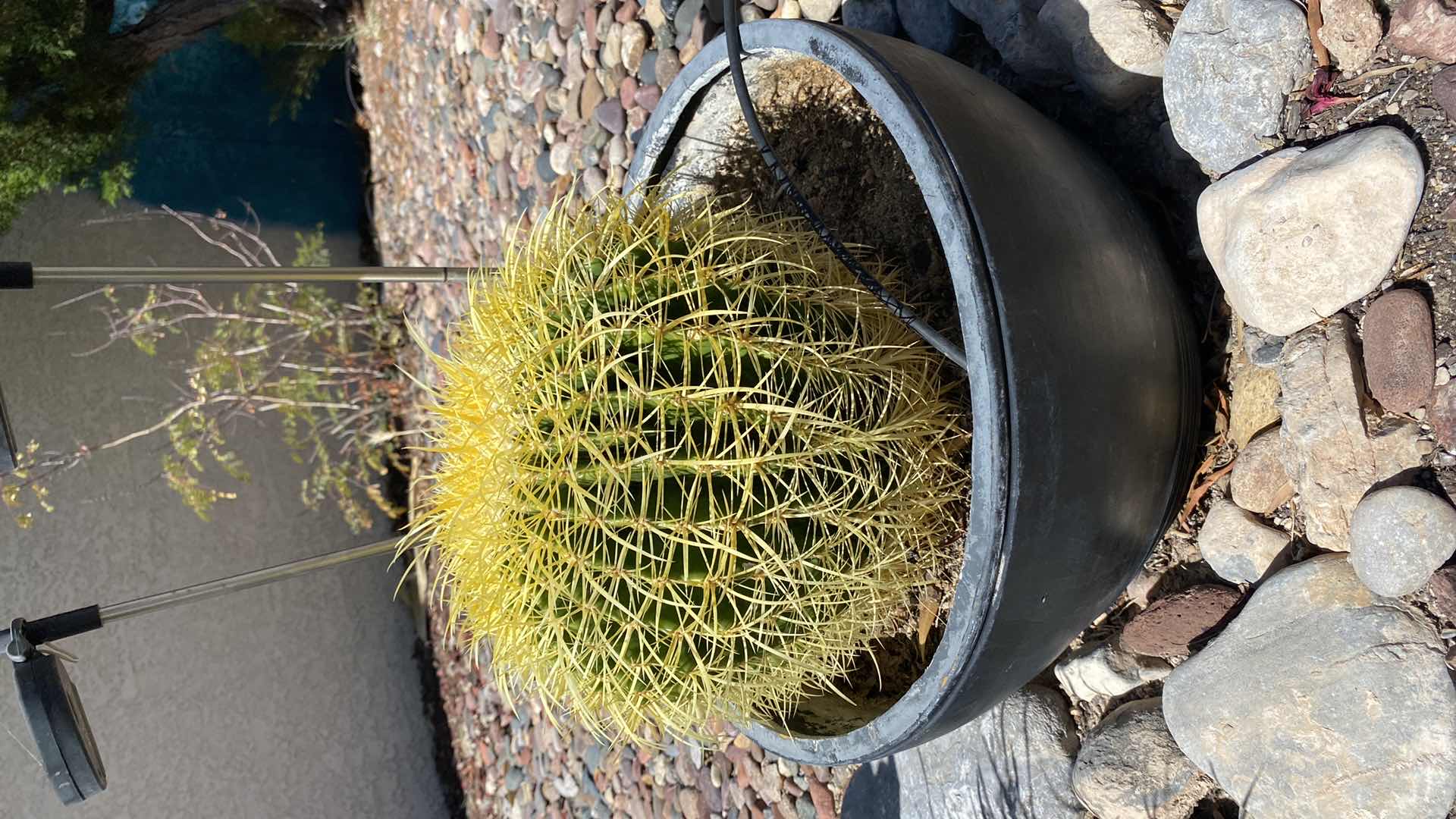 Photo 2 of CACTUS IN POT WITH SOLAR LIGHTS POT MEASURES 14” x 8 1/2”