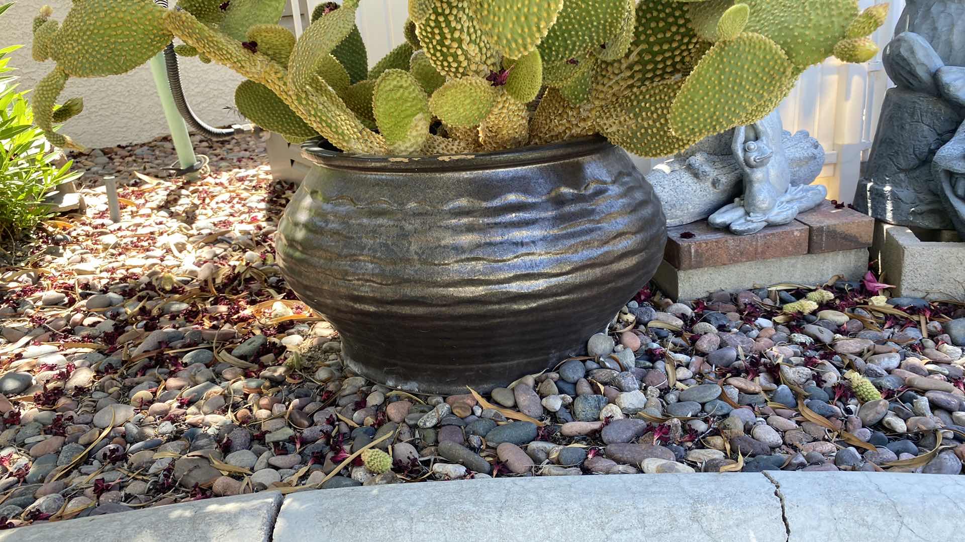 Photo 3 of BEAUTIFUL POTTED CACTUS IN POT, POT MEASURES 17” x 12”