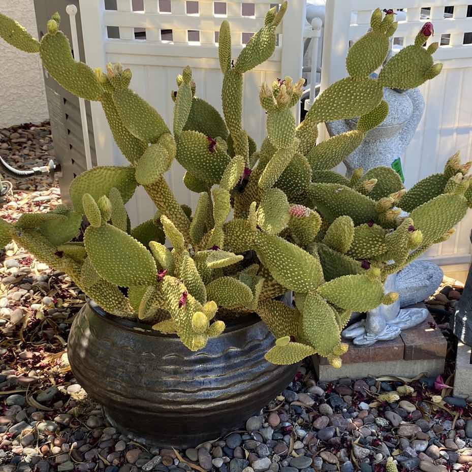 Photo 1 of BEAUTIFUL POTTED CACTUS IN POT, POT MEASURES 17” x 12”