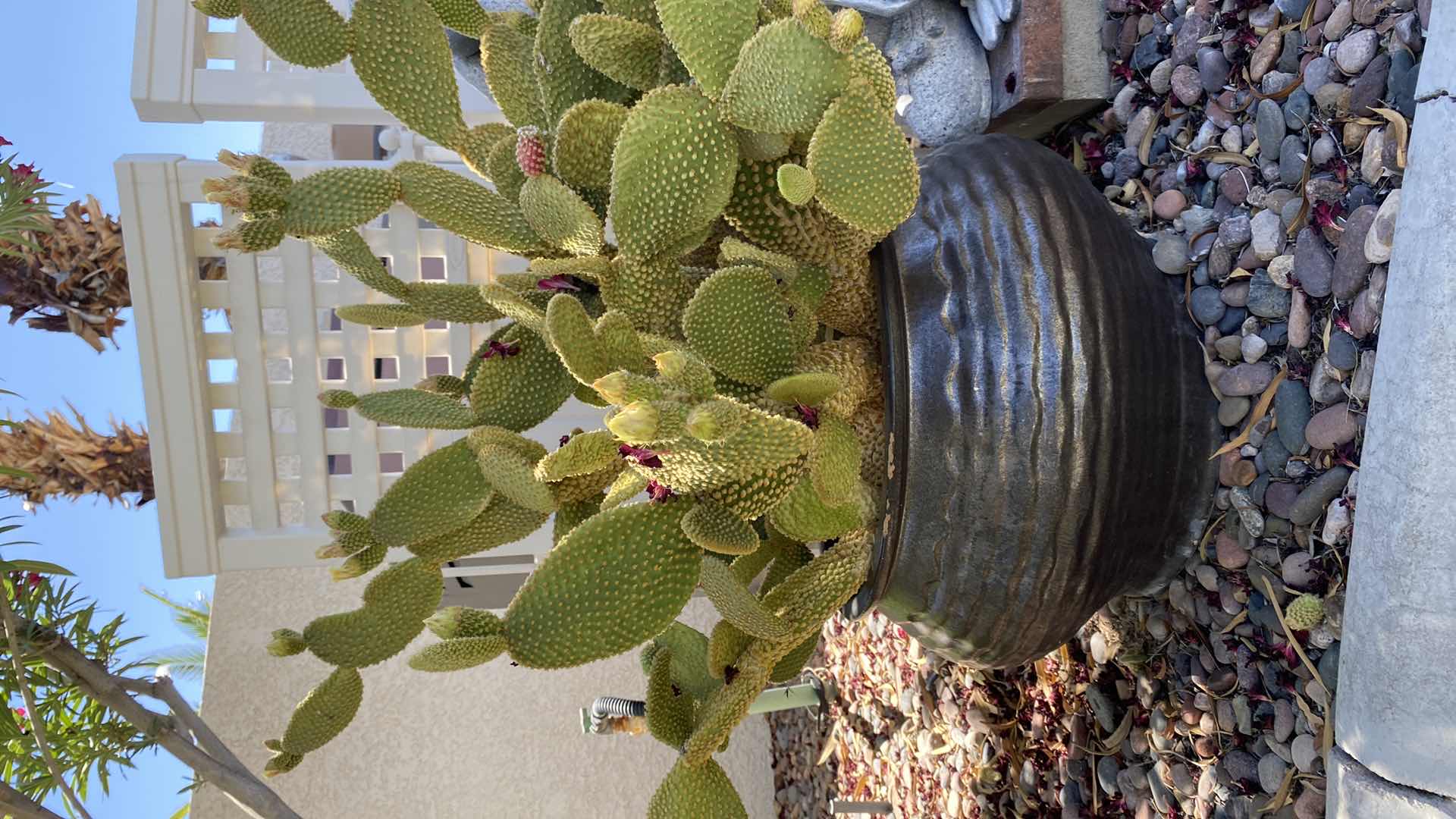 Photo 4 of BEAUTIFUL POTTED CACTUS IN POT, POT MEASURES 17” x 12”