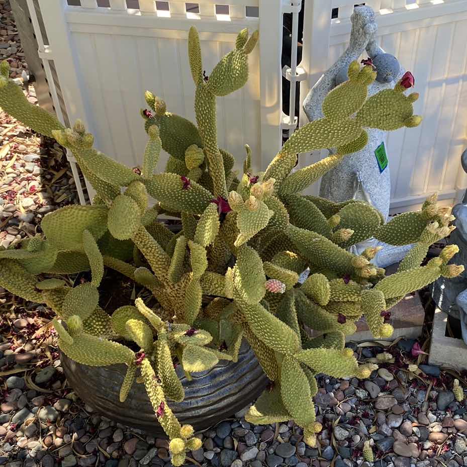 Photo 2 of BEAUTIFUL POTTED CACTUS IN POT, POT MEASURES 17” x 12”