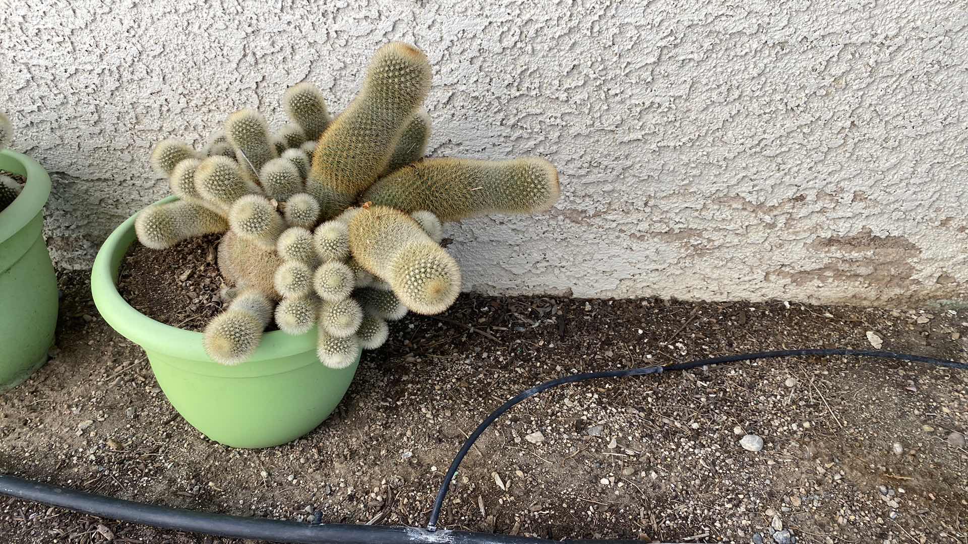 Photo 1 of CACTUS IN GREEN PLASTIC POT, POT MEASURES 10 1/2” x 8 1/2”