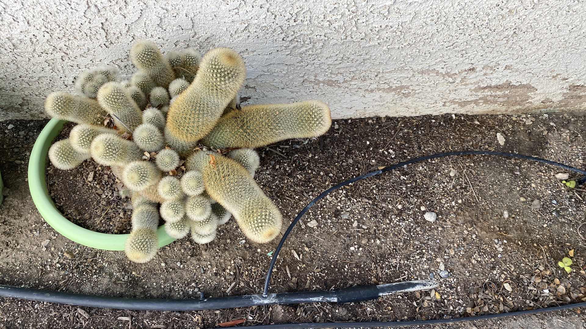 Photo 2 of CACTUS IN GREEN PLASTIC POT, POT MEASURES 10 1/2” x 8 1/2”