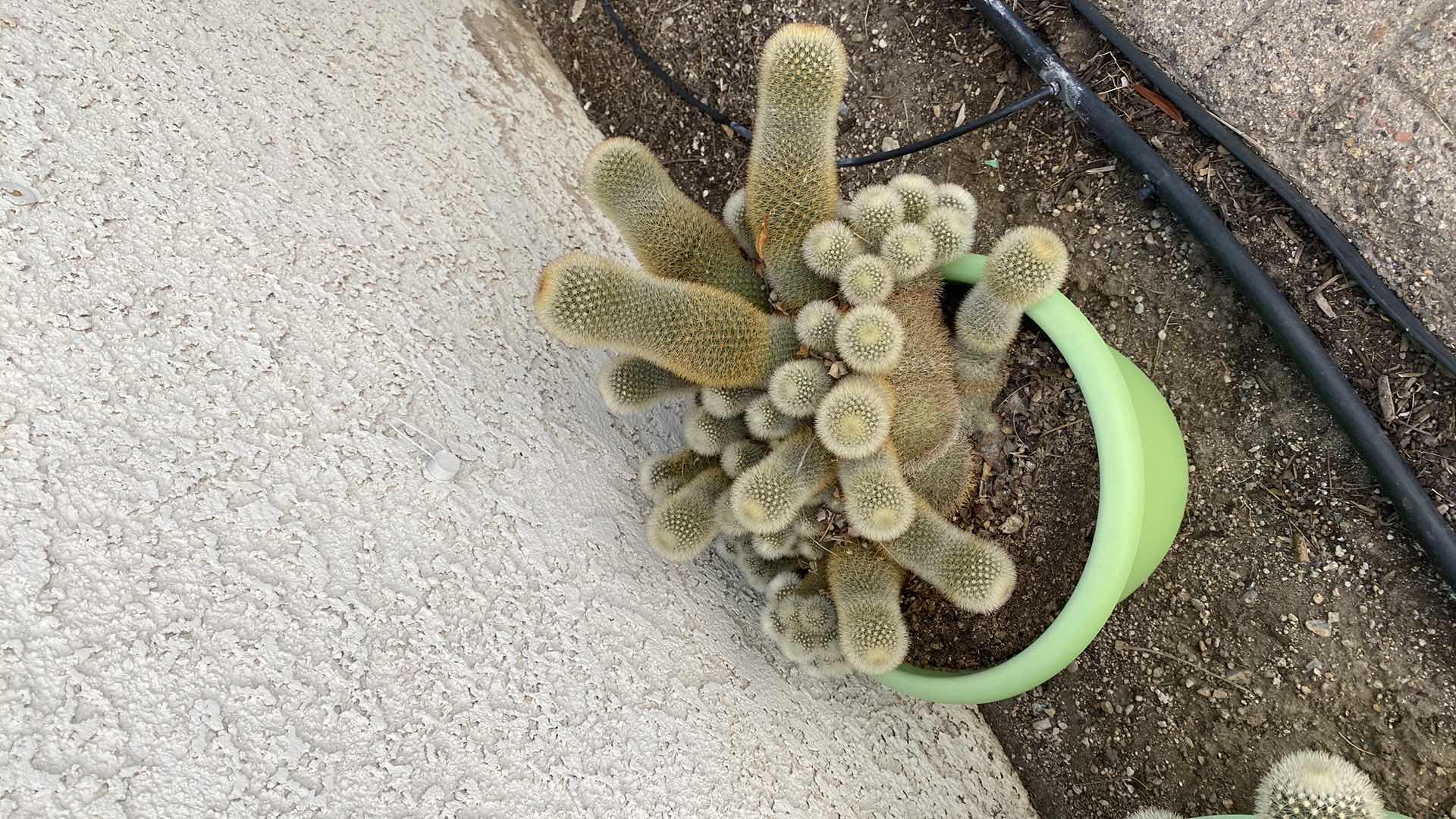 Photo 3 of CACTUS IN GREEN PLASTIC POT, POT MEASURES 10 1/2” x 8 1/2”