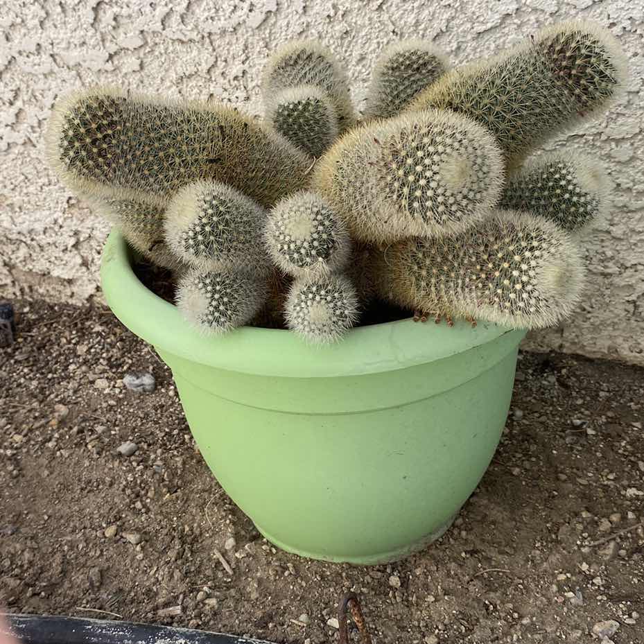 Photo 1 of CACTUS IN GREEN PLASTIC POT, POT MEASURES 10 1/2” x 8 1/2”