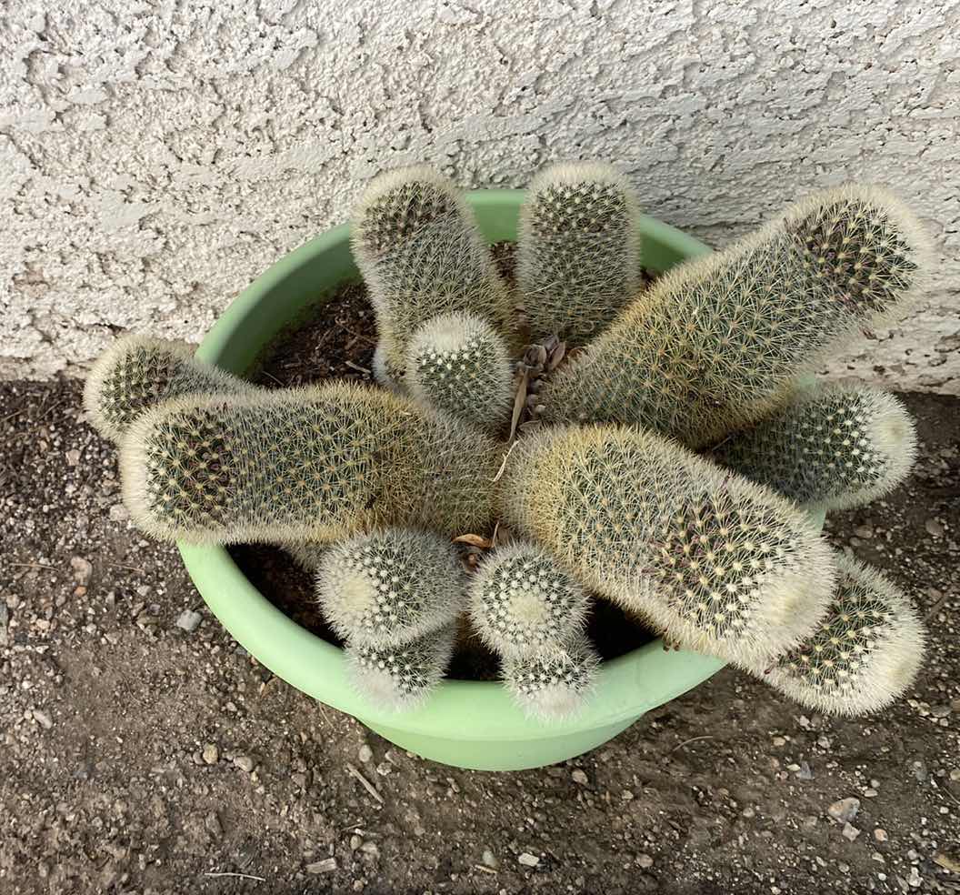 Photo 2 of CACTUS IN GREEN PLASTIC POT, POT MEASURES 10 1/2” x 8 1/2”