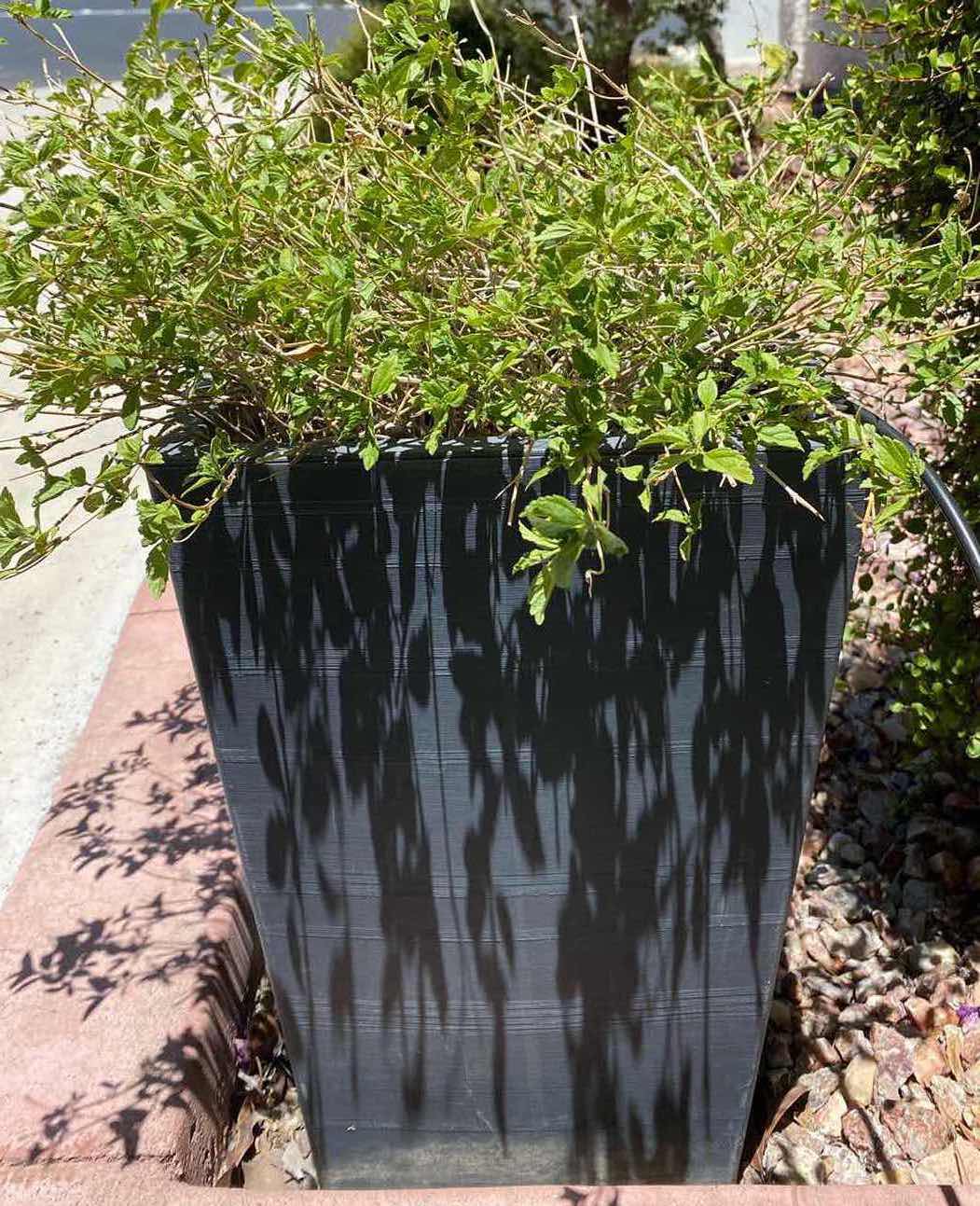 Photo 1 of BLACK PLASTIC POT WITH PLANT IN FRONT YARD, POT MEASURES 11” x 17”