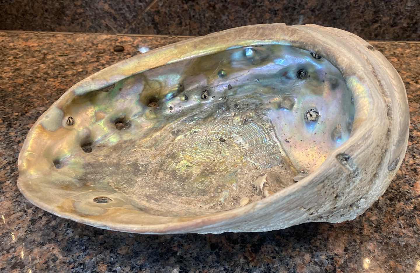 Photo 1 of ABALONE SHELL 9”