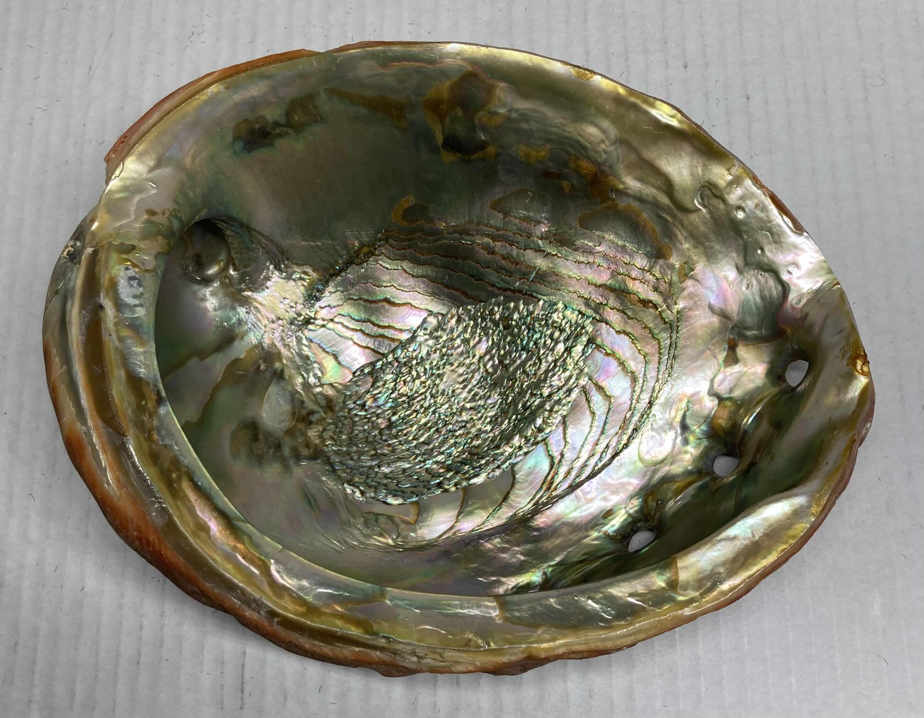 Photo 2 of ABALONE SHELL 8.25” X 7” H2.5”