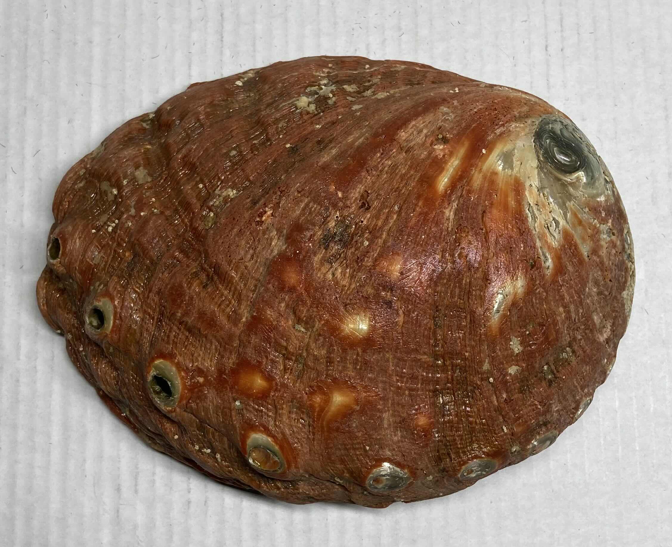 Photo 4 of ABALONE SHELL 8.25” X 7” H2.5”