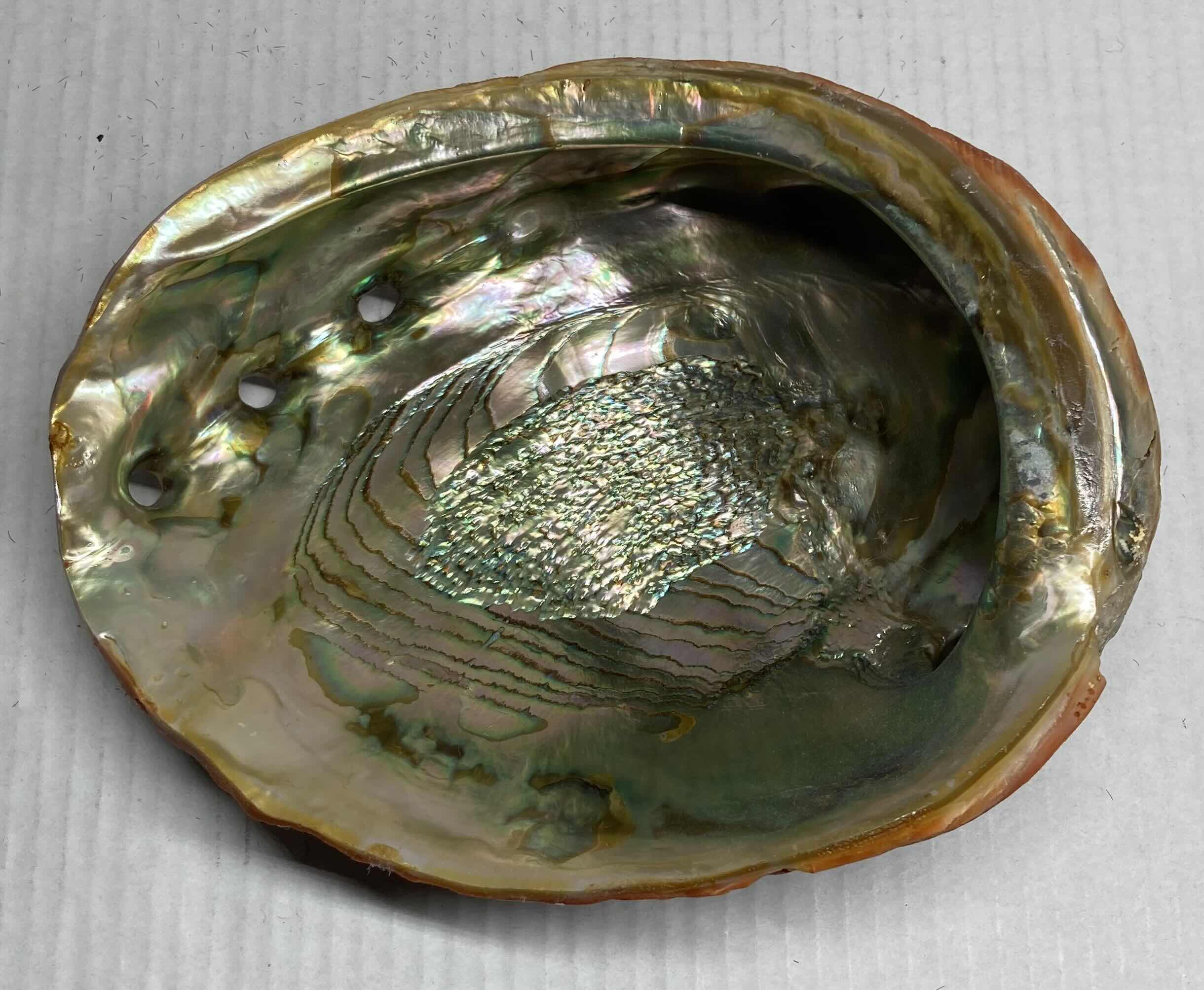 Photo 1 of ABALONE SHELL 8.25” X 7” H2.5”