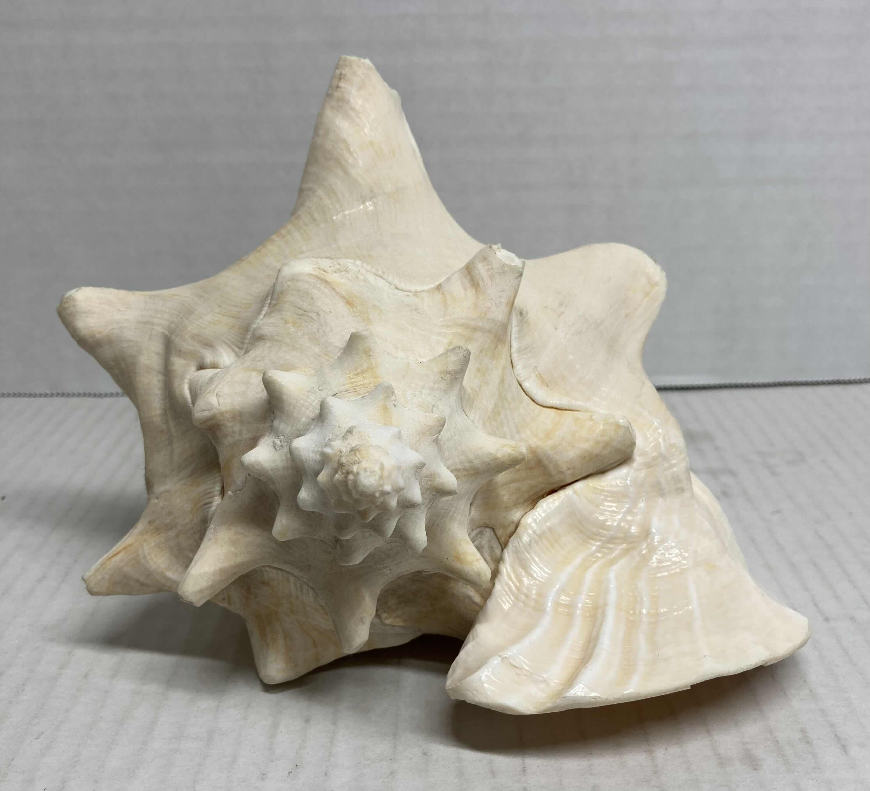 Photo 3 of CONCH SHELL 6” X 7” H8”