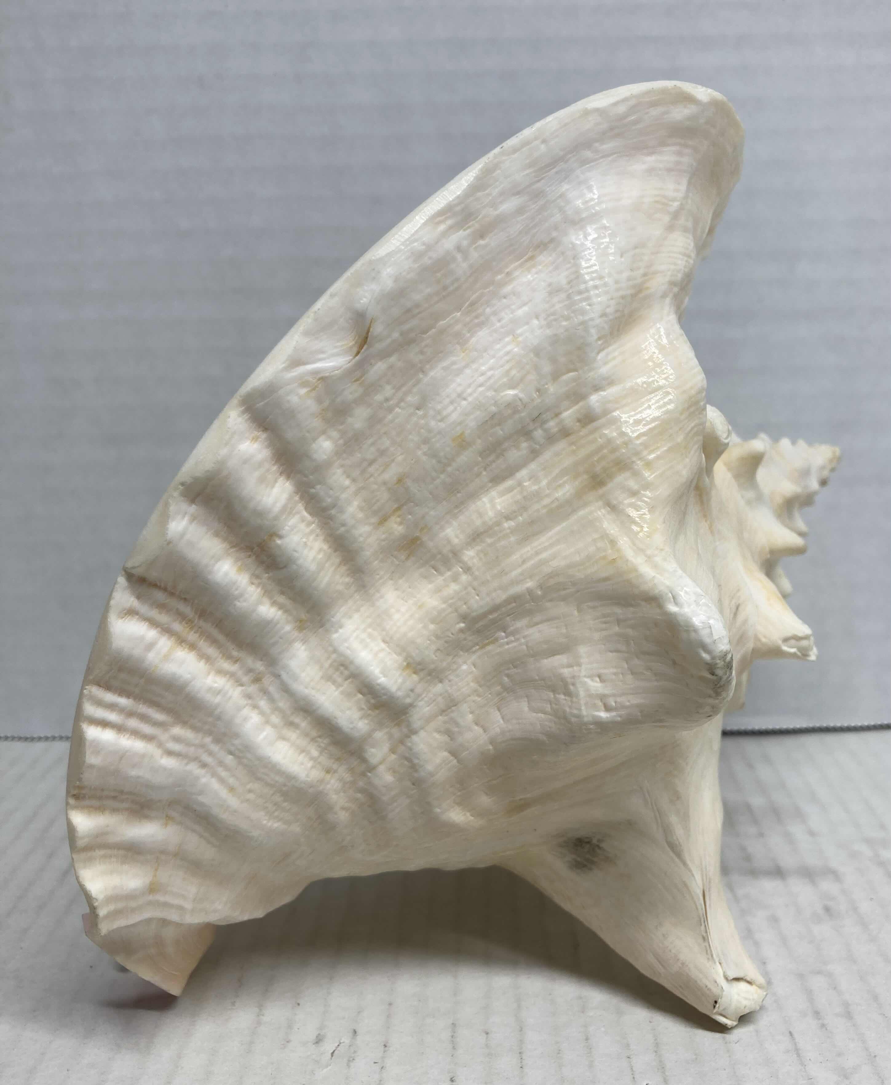 Photo 2 of CONCH SHELL 6” X 7” H8”