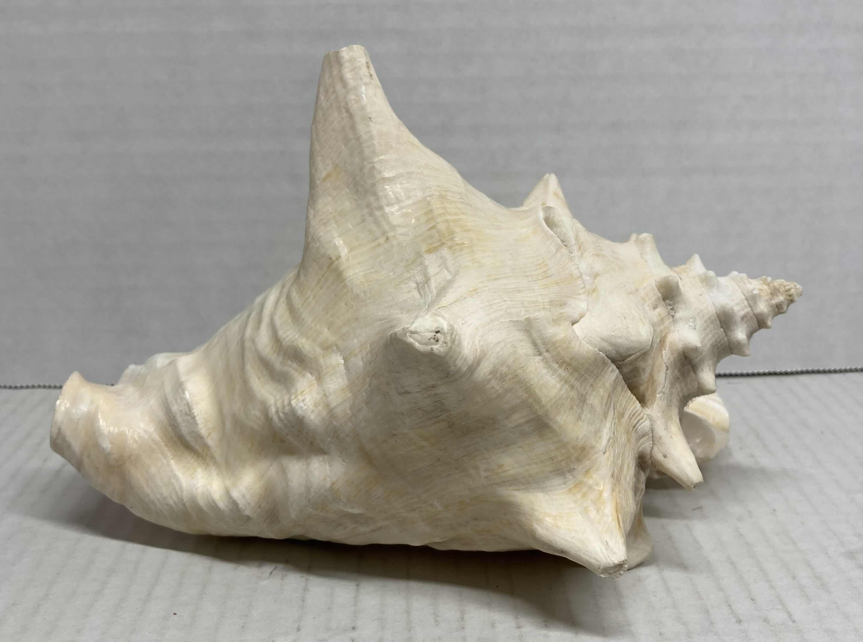 Photo 4 of CONCH SHELL 6” X 7” H8”