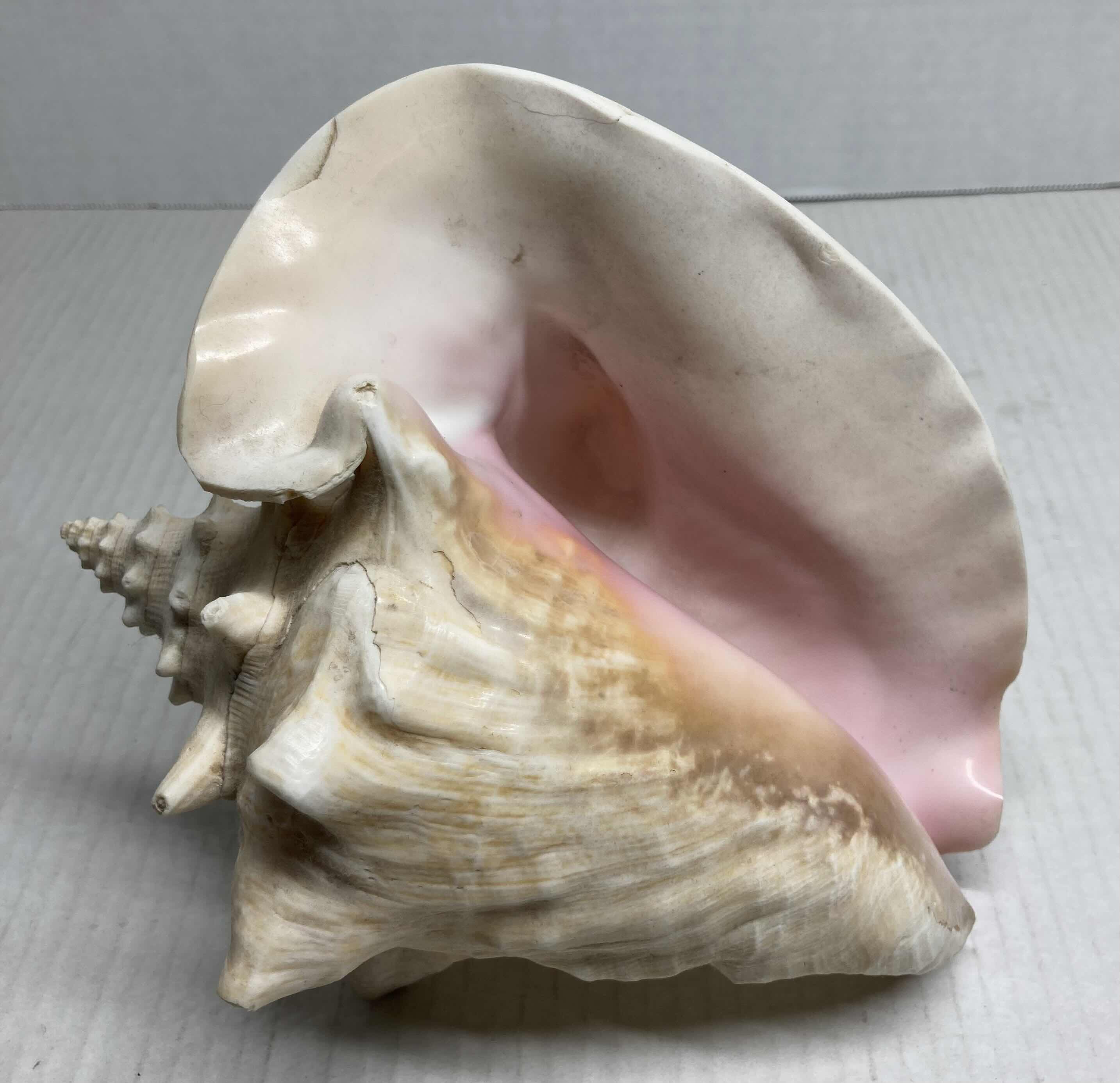 Photo 1 of CONCH SHELL 6” X 7” H8”