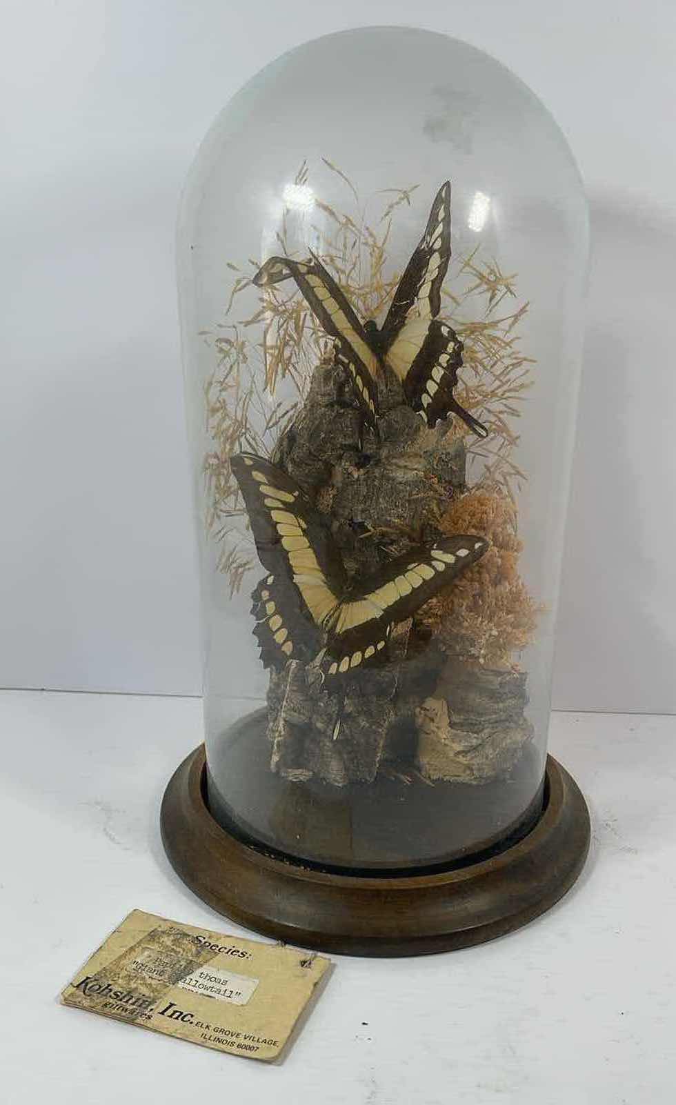 Photo 1 of KOHSHIN INC. GIANT SWALLOWTAIL BUTTERFLY DISPLAY WITH GLASS COVER ON WOODEN BASE H11.5 
