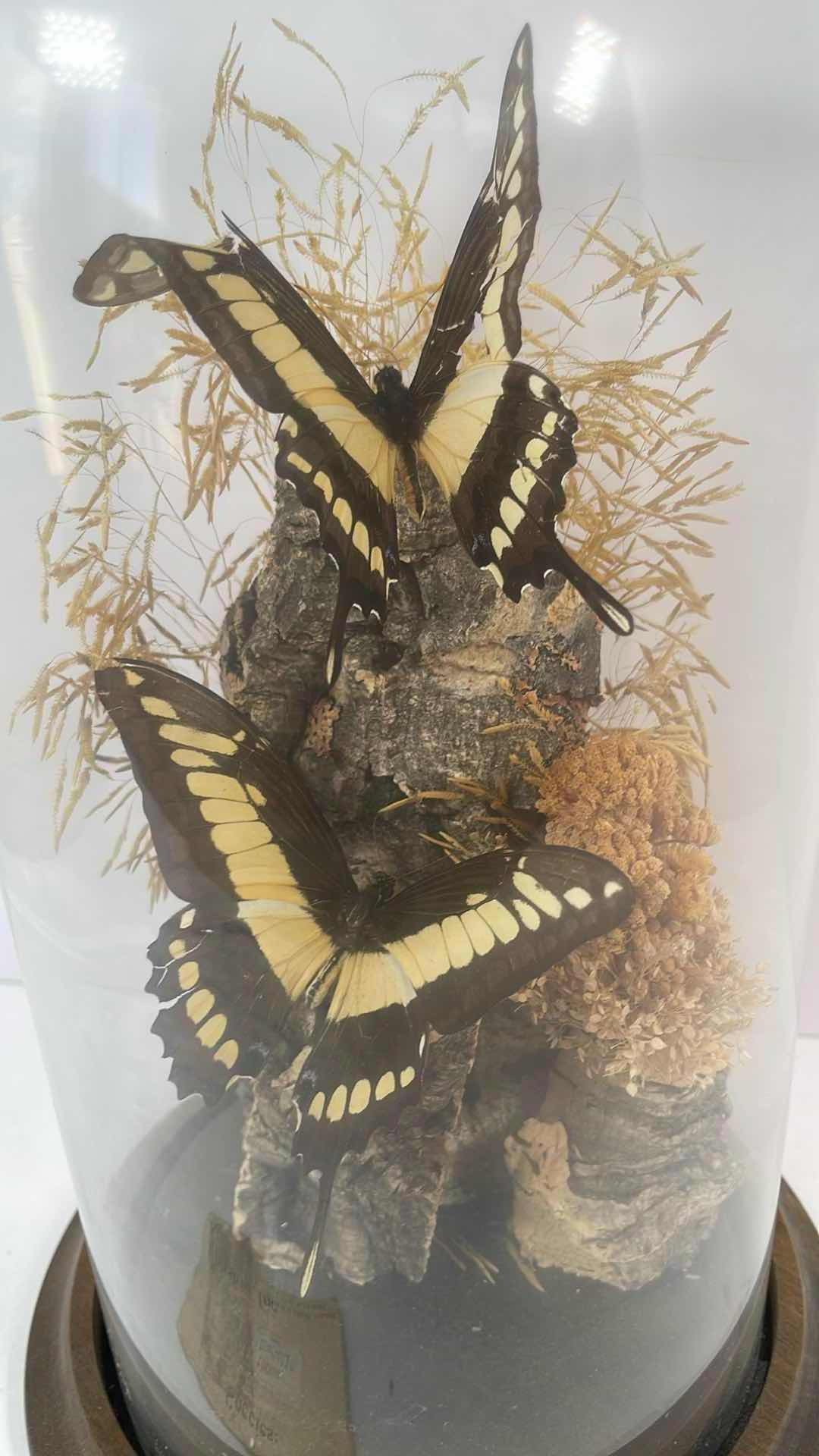 Photo 2 of KOHSHIN INC. GIANT SWALLOWTAIL BUTTERFLY DISPLAY WITH GLASS COVER ON WOODEN BASE H11.5 