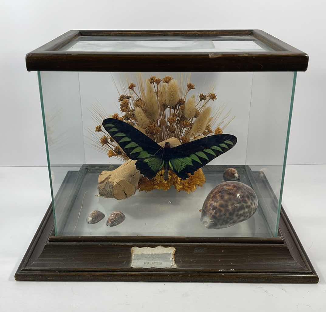 Photo 1 of RAJAH BROOKE’S BIRDWING BUTTERFLY DISPLAY IN WOODEN AND GLASS DISPLAY CASE H9.5”