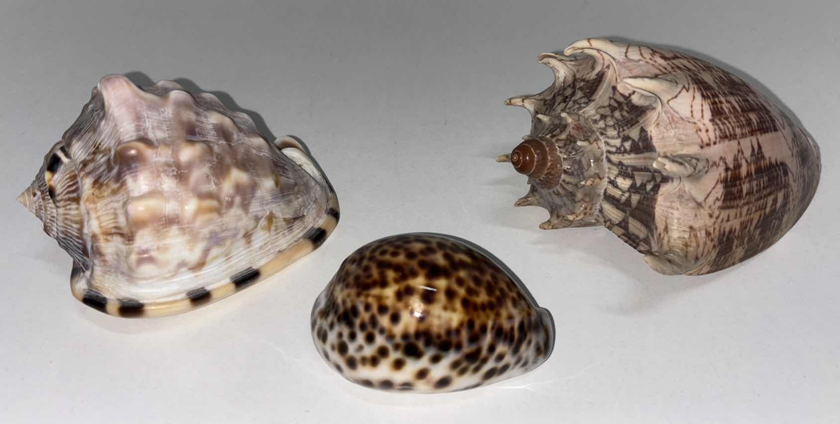 Photo 1 of SEASHELLS (3)