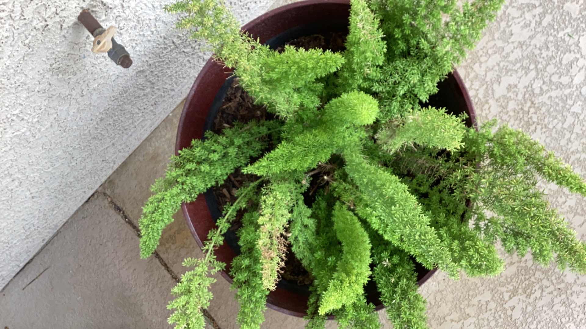 Photo 2 of ASPARAGUS FERN IN PLASTIC POT 23" X H35"