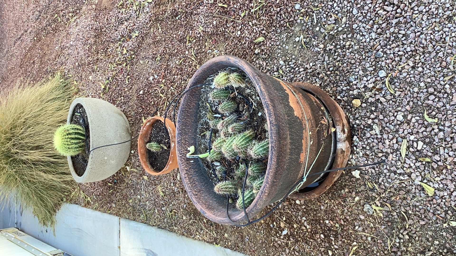 Photo 1 of 3 LARGE PLANTERS WITH LIVE CACTI