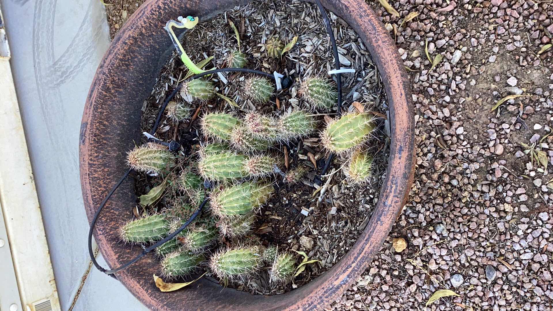 Photo 2 of 3 LARGE PLANTERS WITH LIVE CACTI