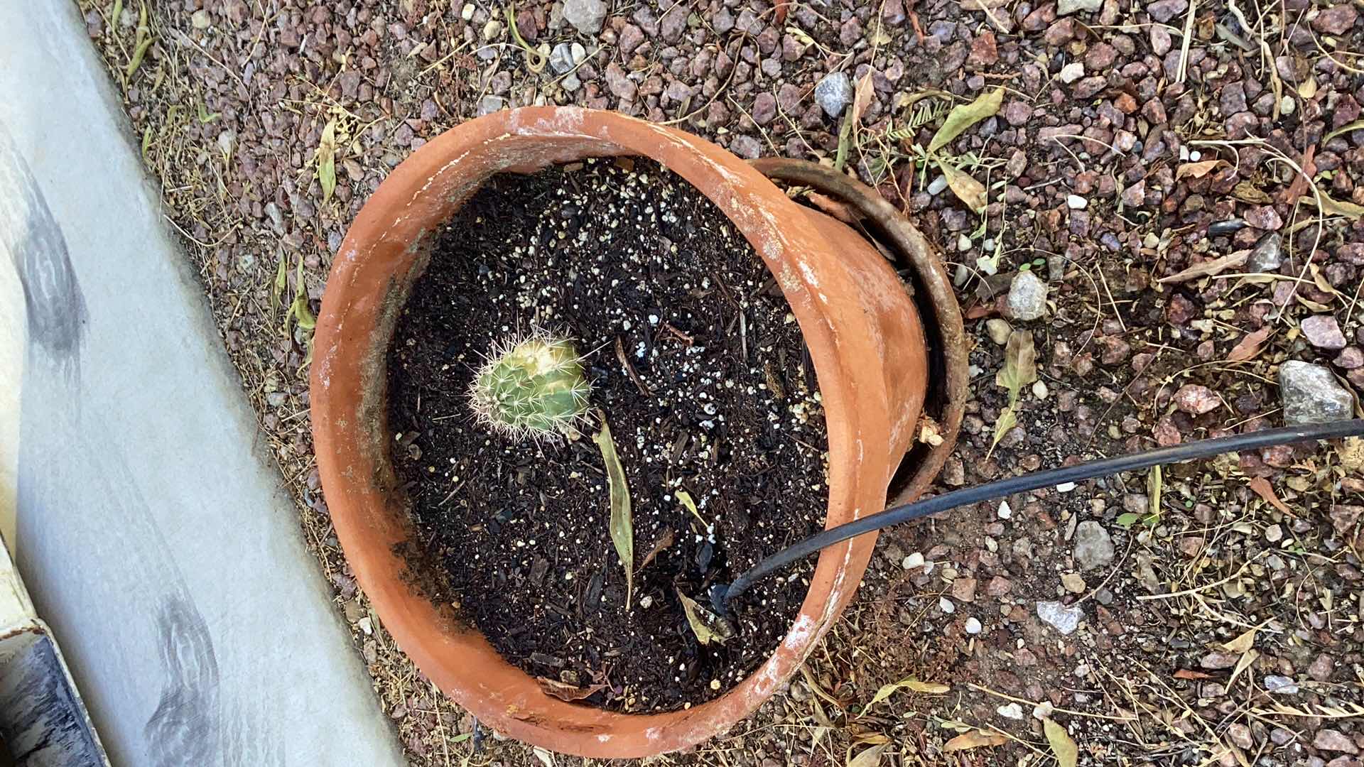 Photo 3 of 3 LARGE PLANTERS WITH LIVE CACTI