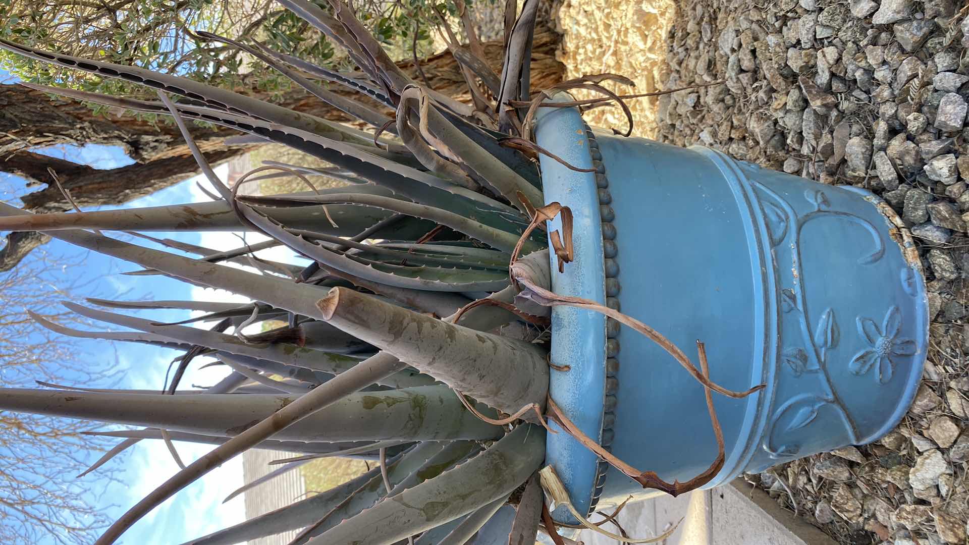 Photo 2 of LIVE CACTUS IN POT, POT H15”