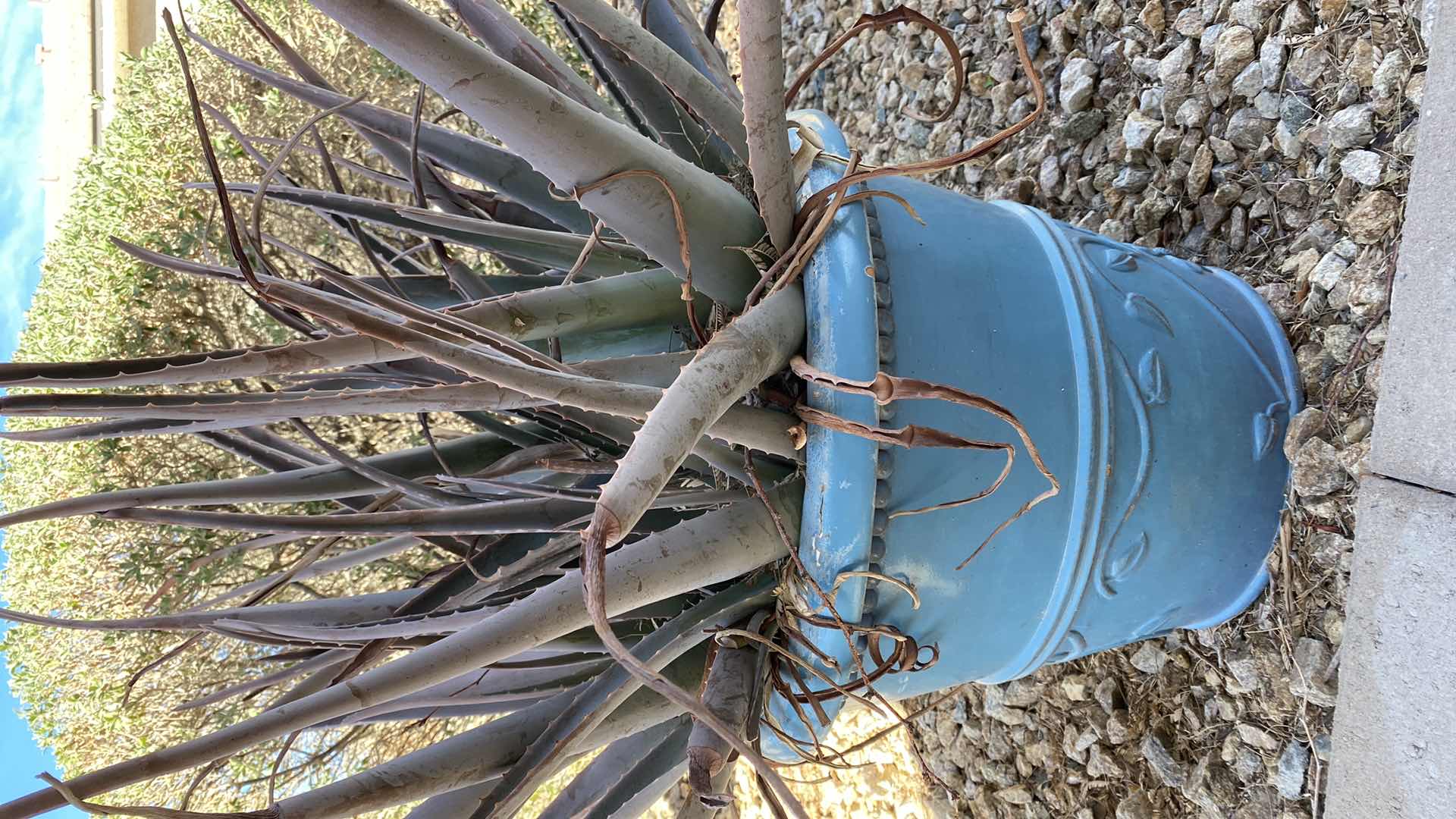 Photo 1 of LIVE CACTUS IN POT, POT H15”