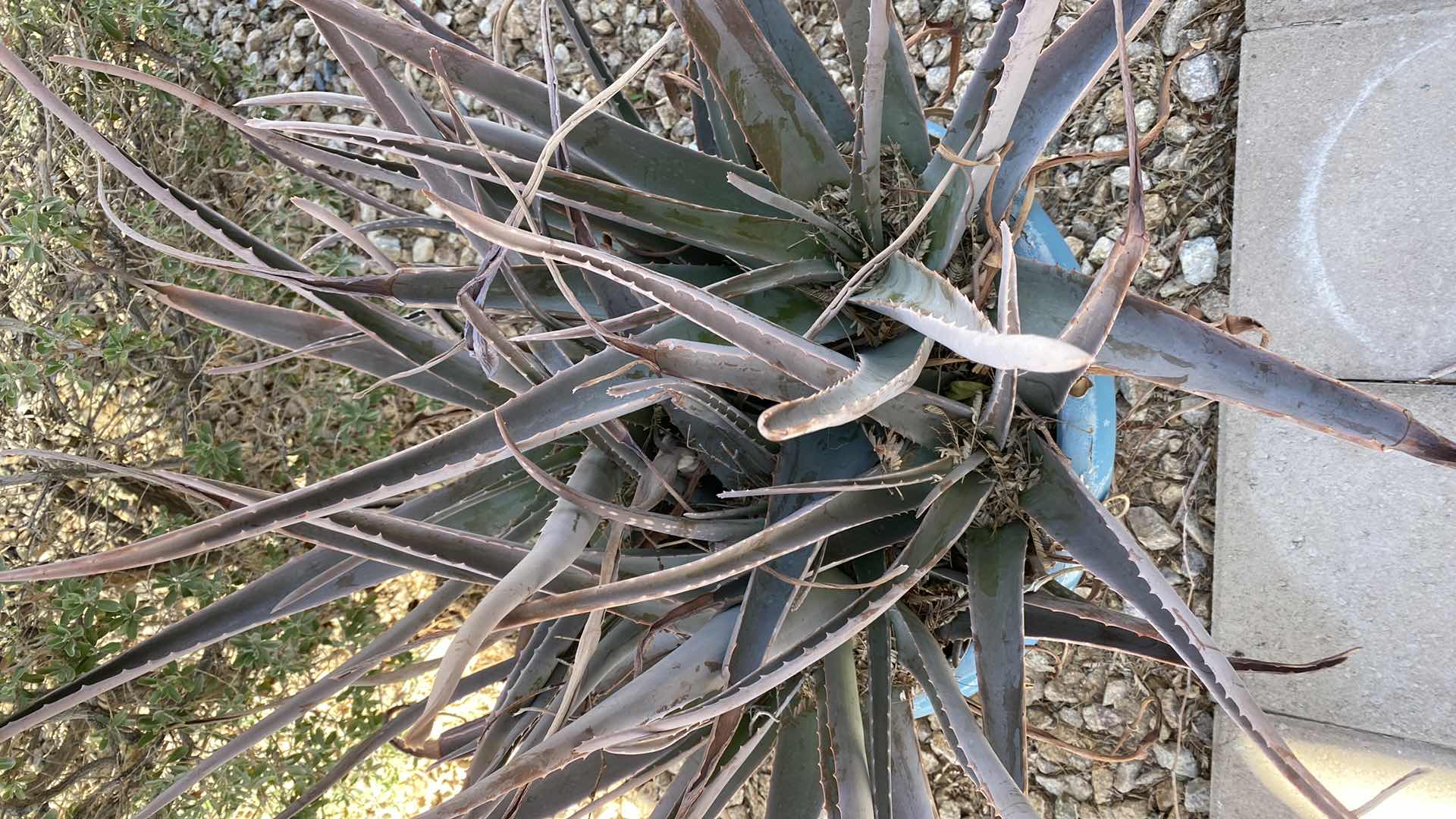 Photo 3 of LIVE CACTUS IN POT, POT H15”