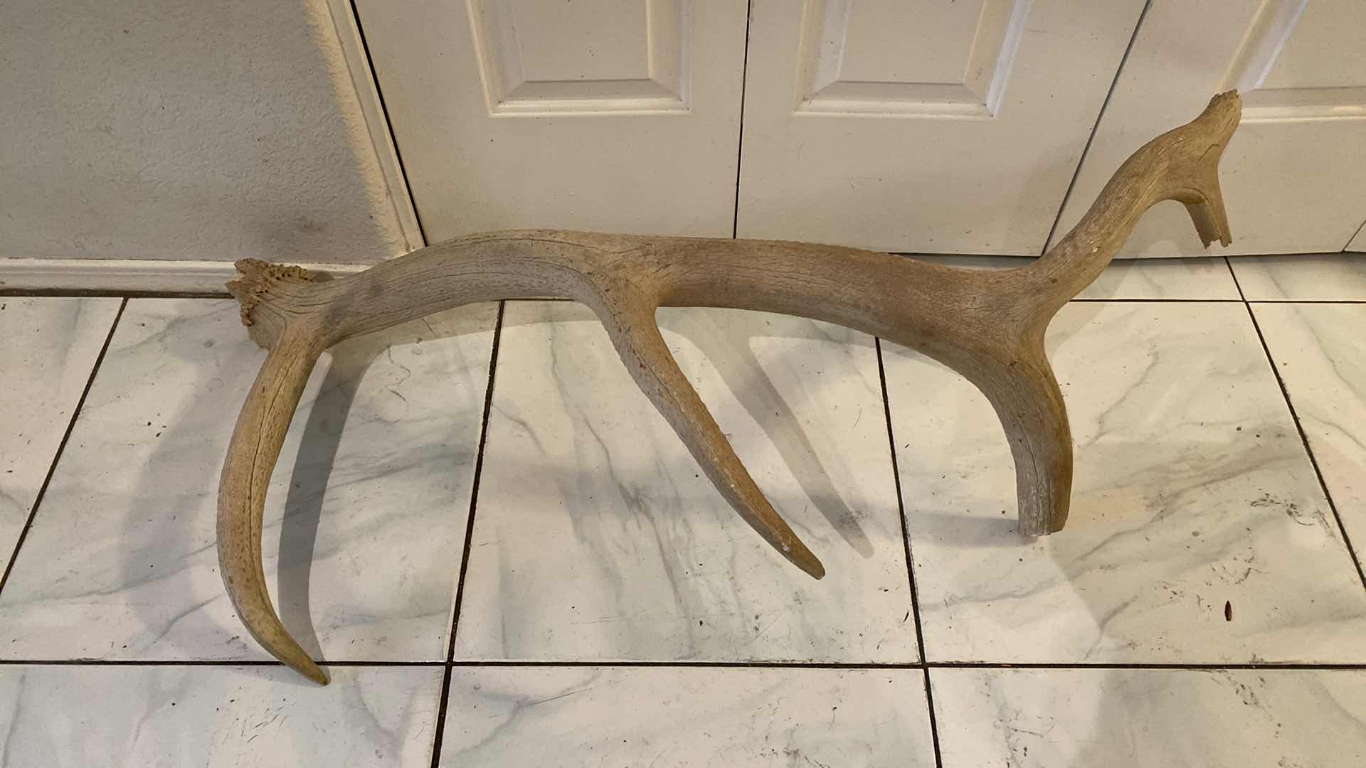 Photo 1 of LARGE DEER HORN H44”