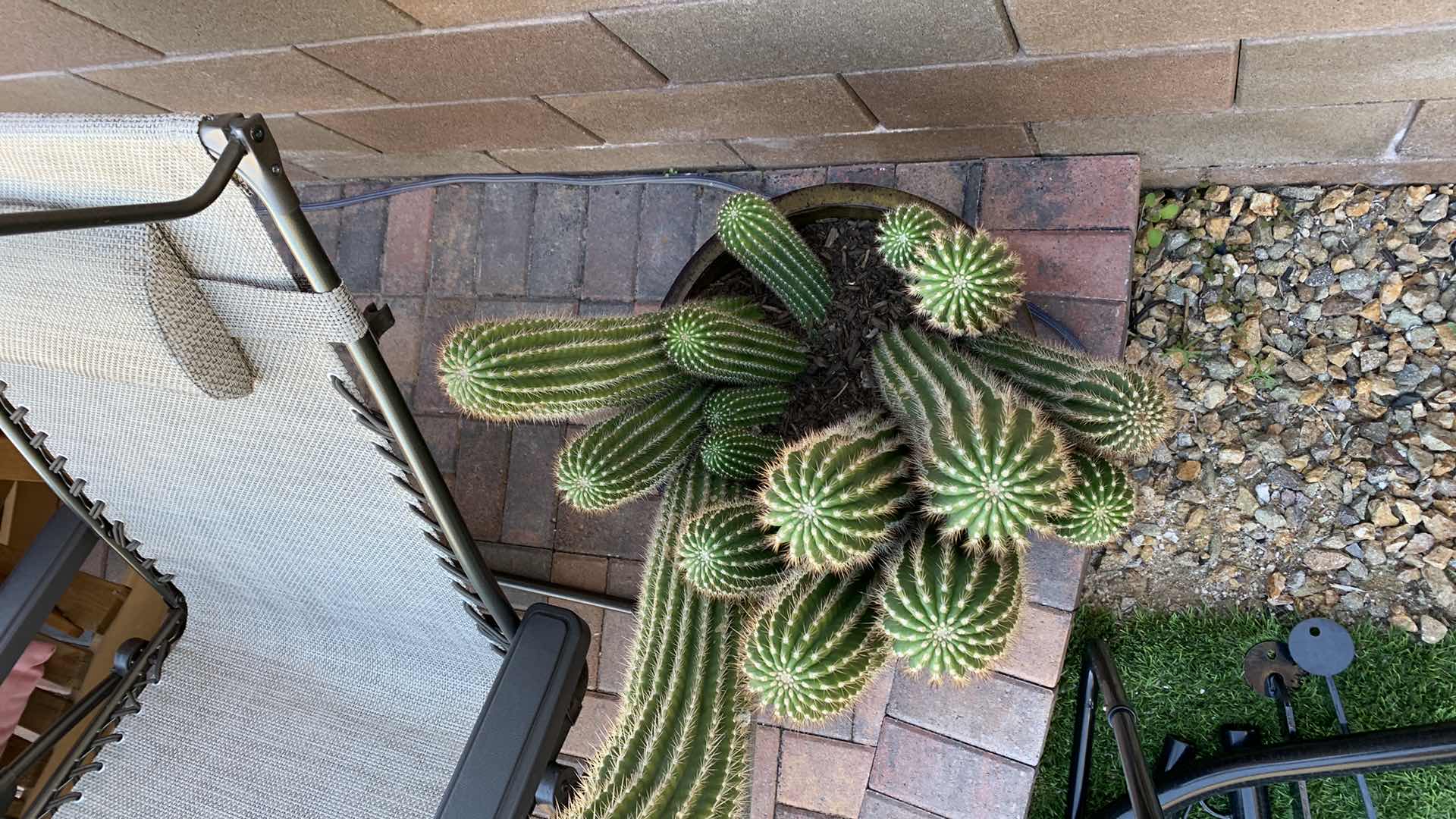 Photo 2 of PLANTER WITH CACTUS 25” X 38” VERY HEAVY