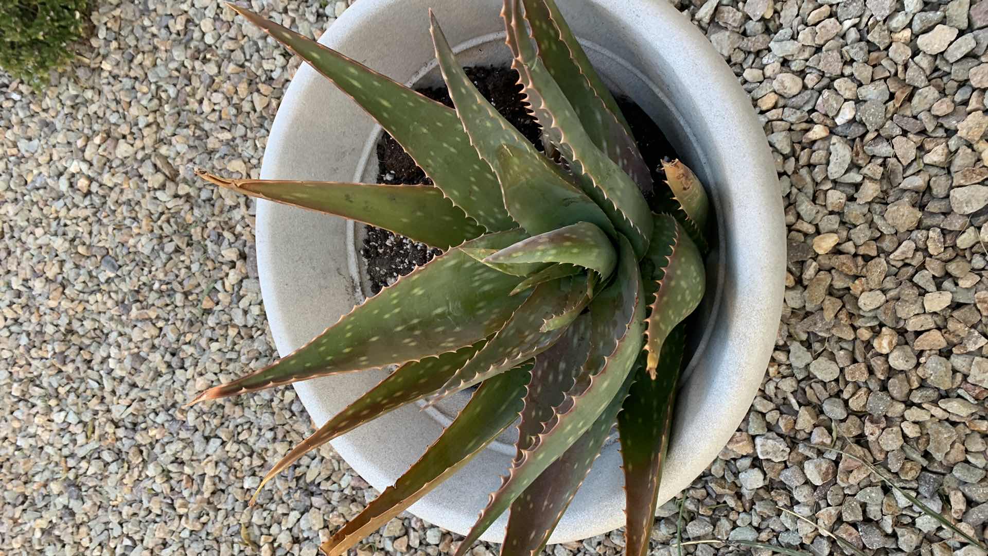 Photo 2 of ALOE VERA PLANT