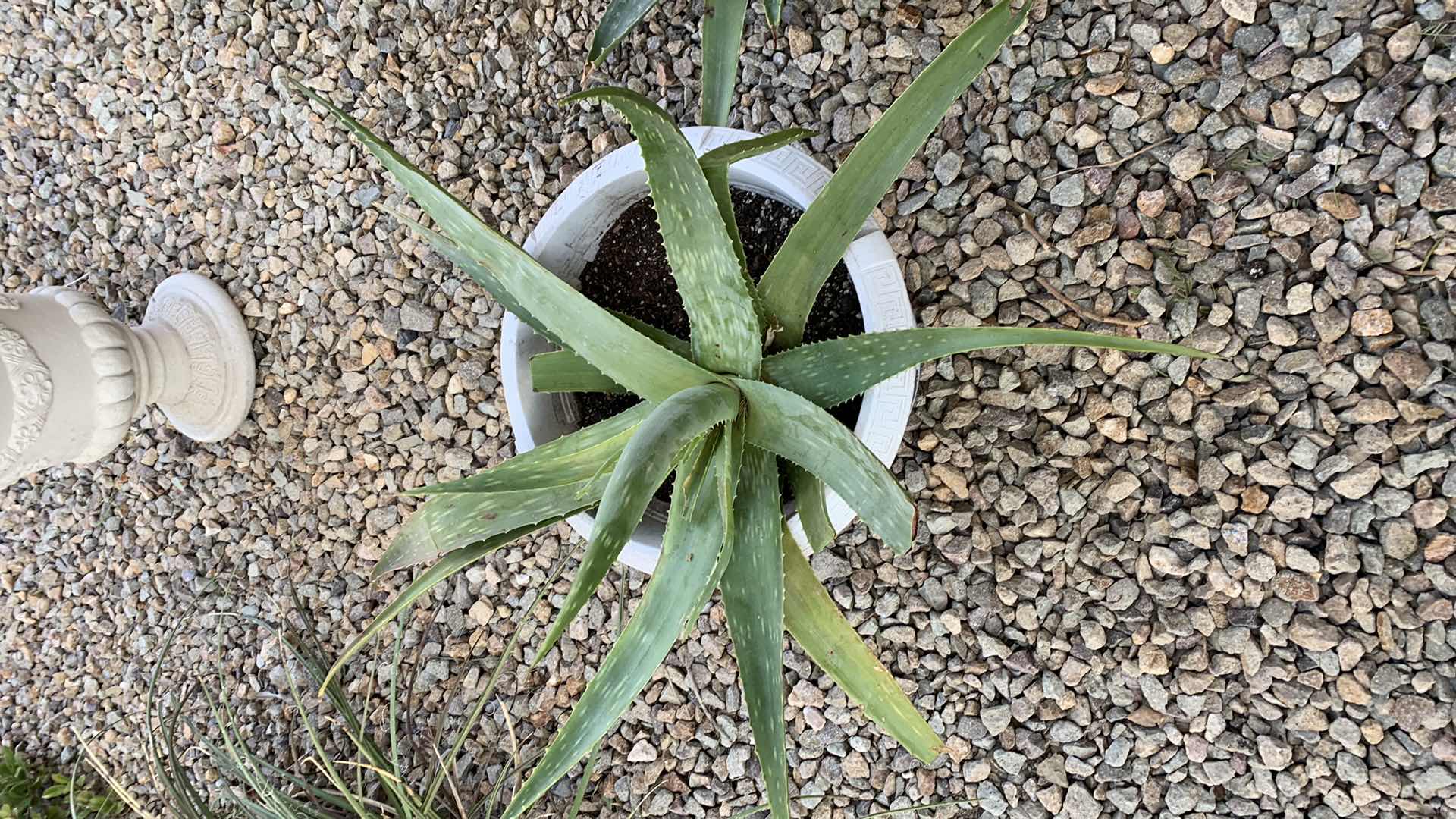 Photo 2 of ALOE VERA PLANT