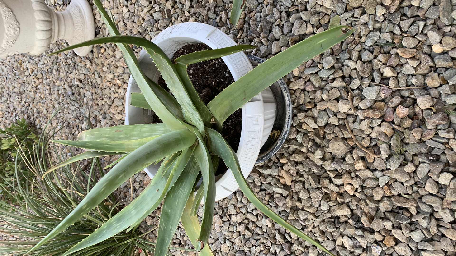 Photo 1 of ALOE VERA PLANT