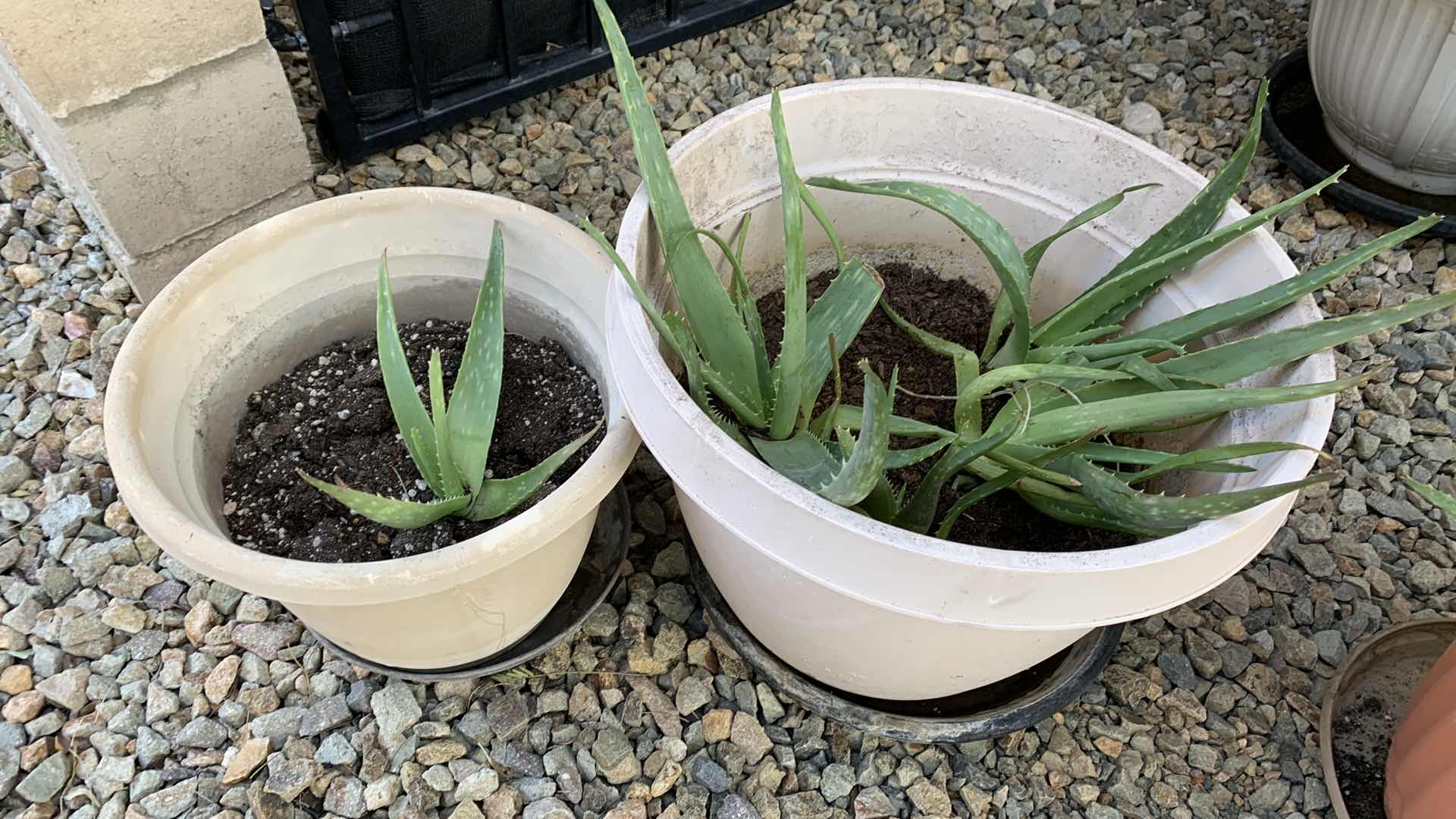 Photo 1 of ALOE VERA PLANTS