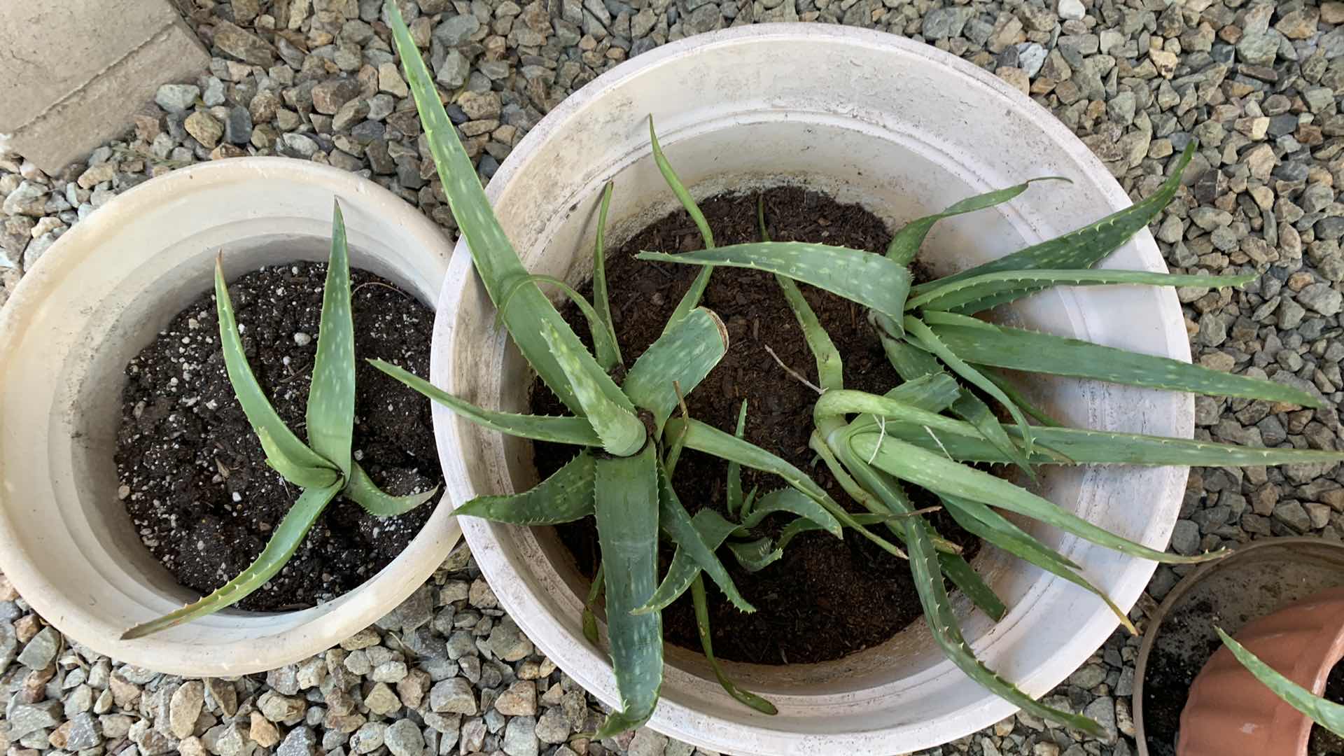 Photo 2 of ALOE VERA PLANTS