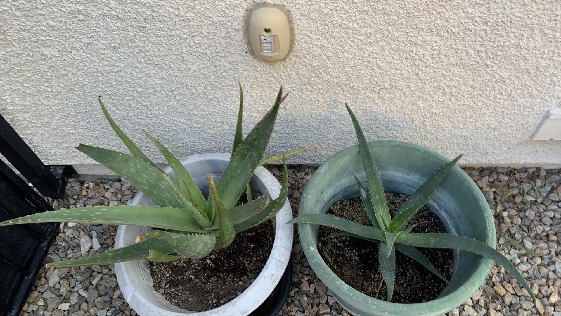 Photo 2 of ALOE VERA PLANTS