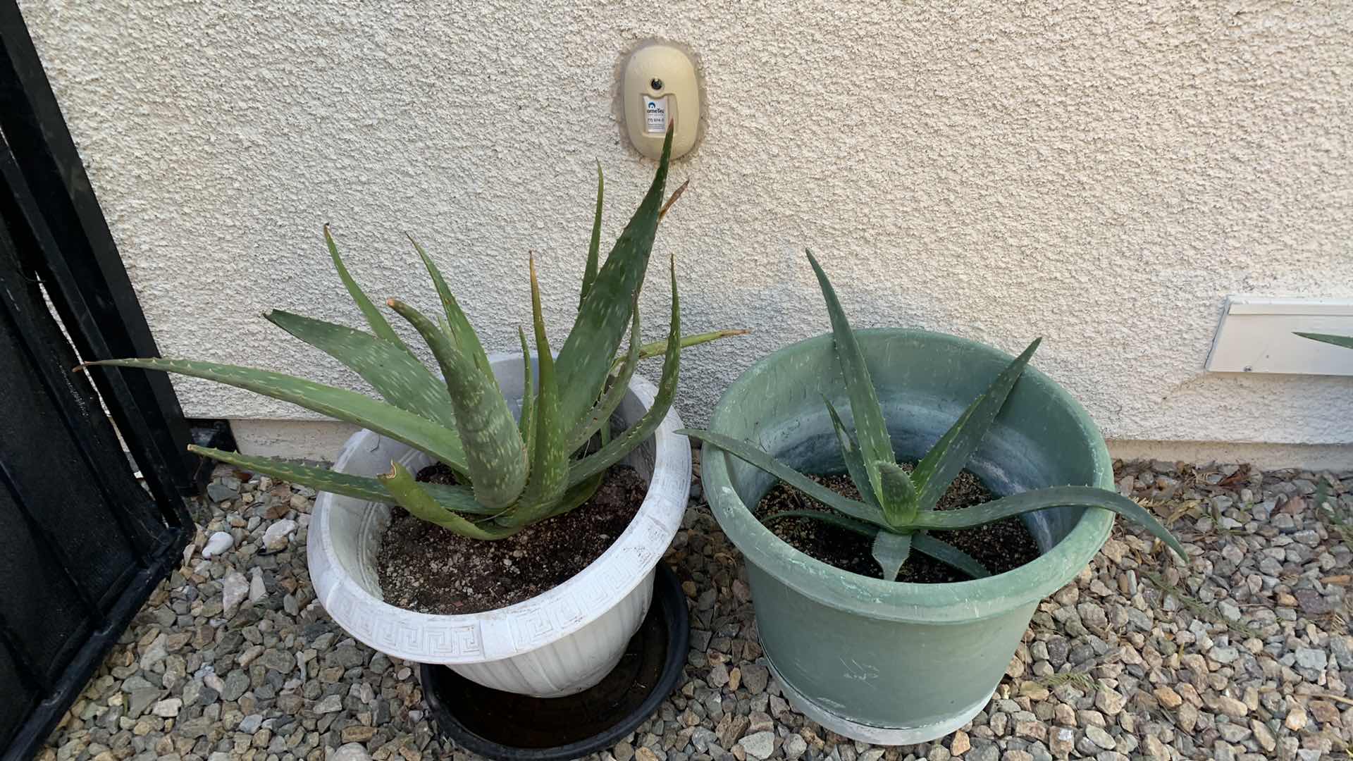 Photo 1 of ALOE VERA PLANTS