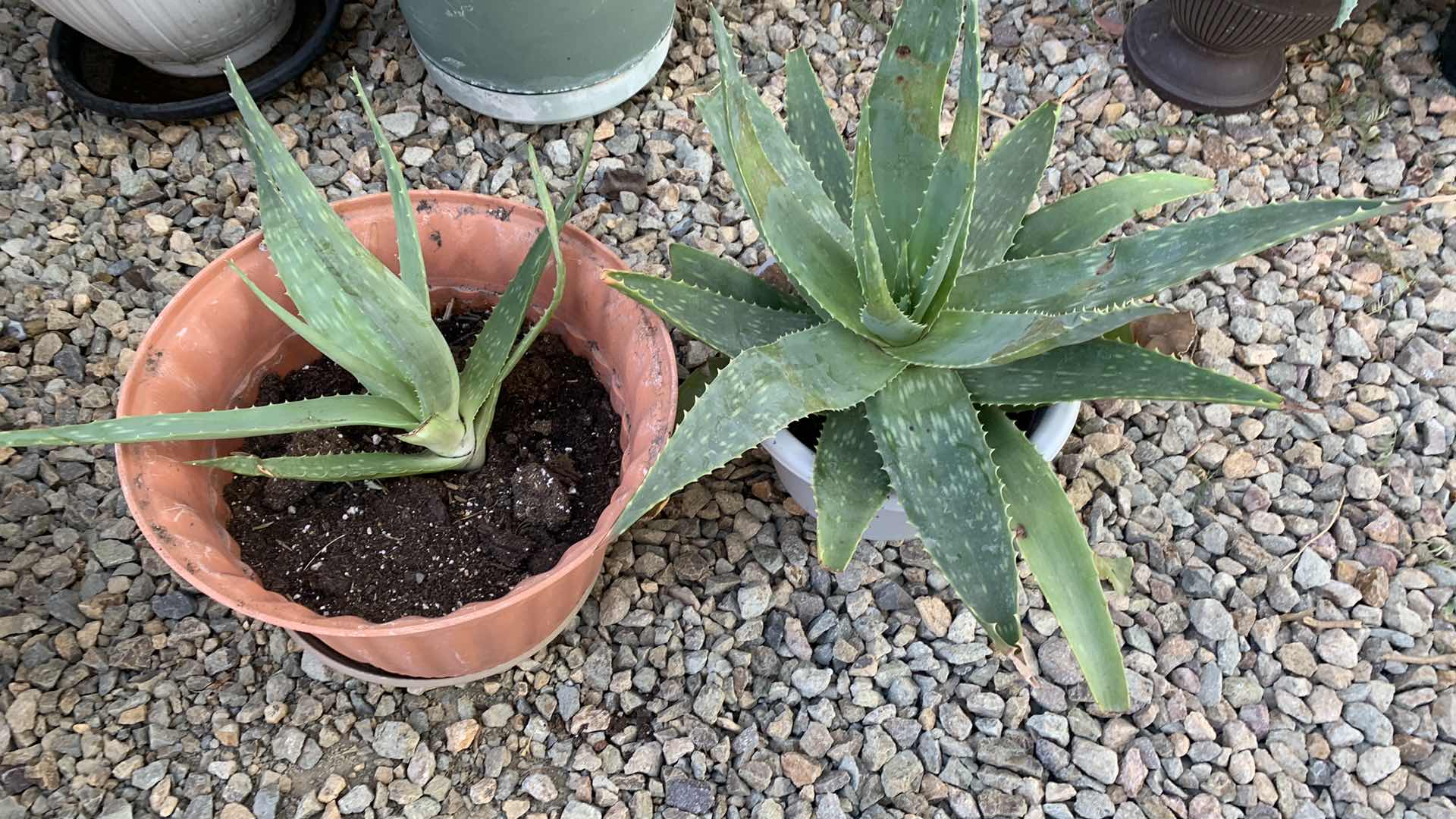 Photo 1 of ALOE VERA PLANTS