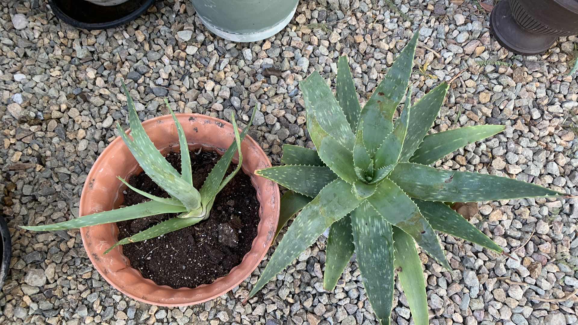 Photo 2 of ALOE VERA PLANTS