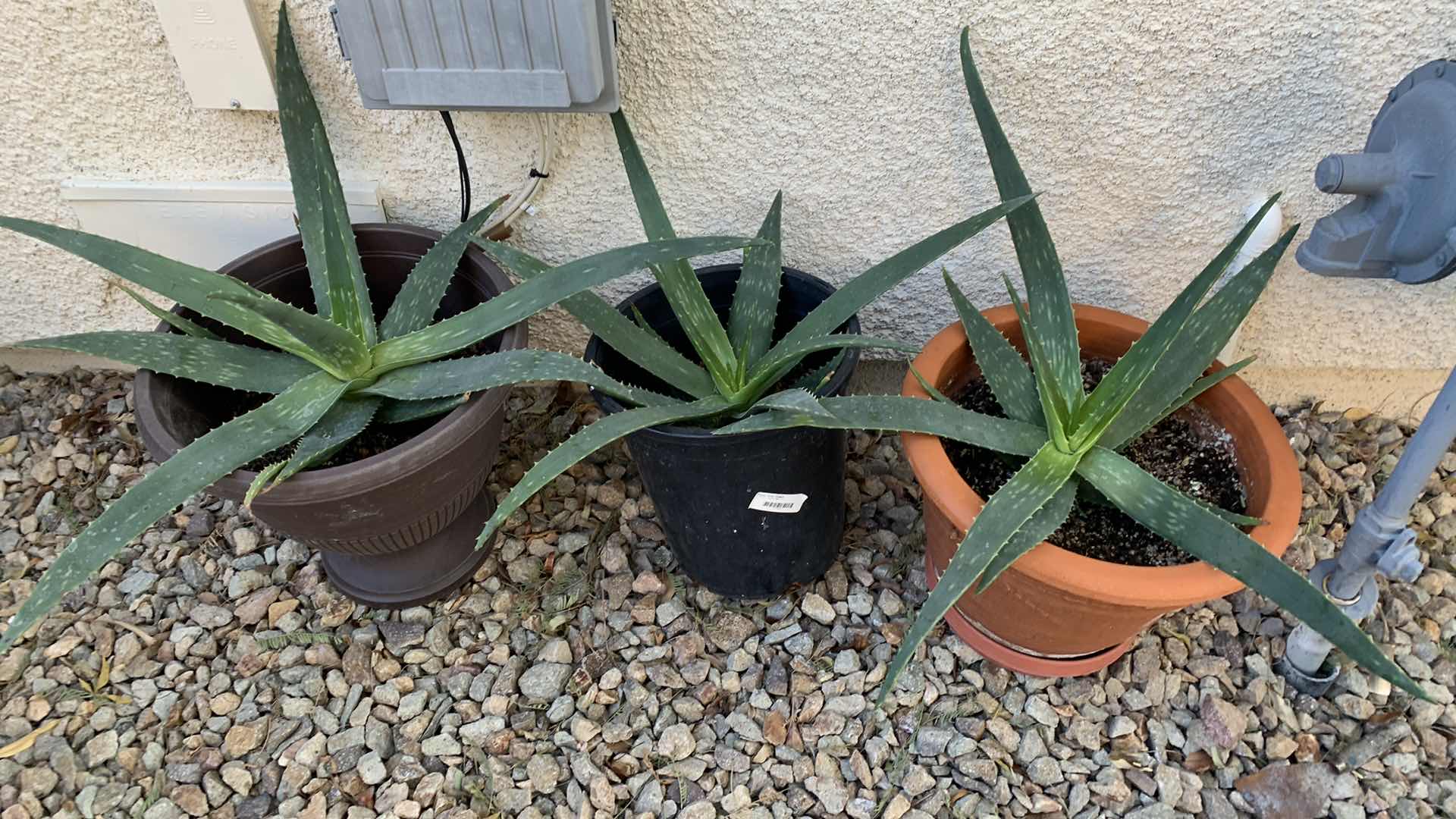 Photo 1 of ALOE VERA PLANTS