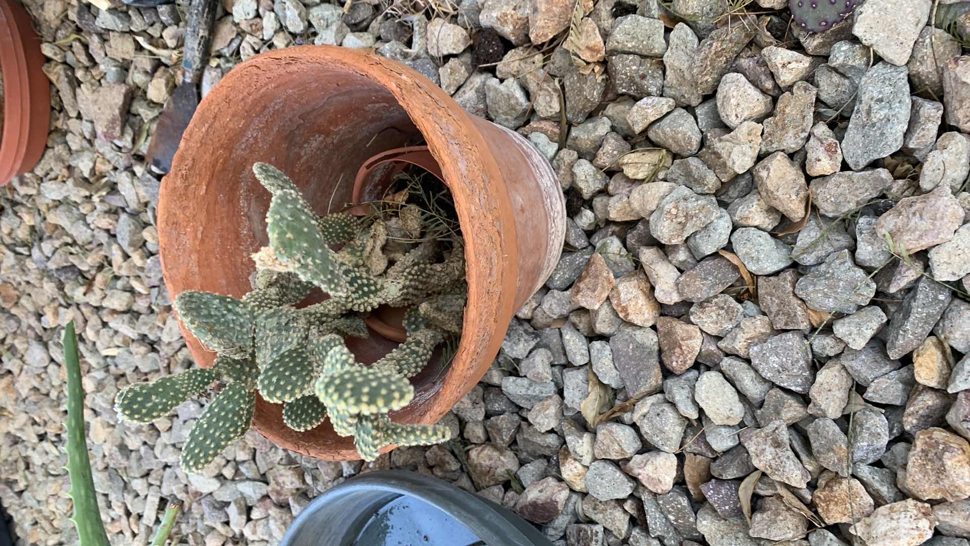 Photo 3 of ALOE VERA PLANT AND A CACTUS