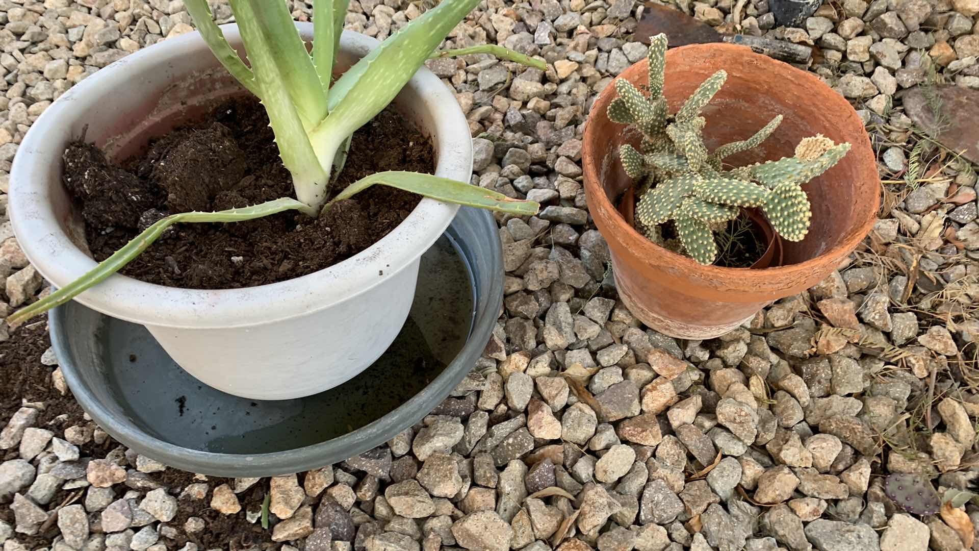 Photo 2 of ALOE VERA PLANT AND A CACTUS