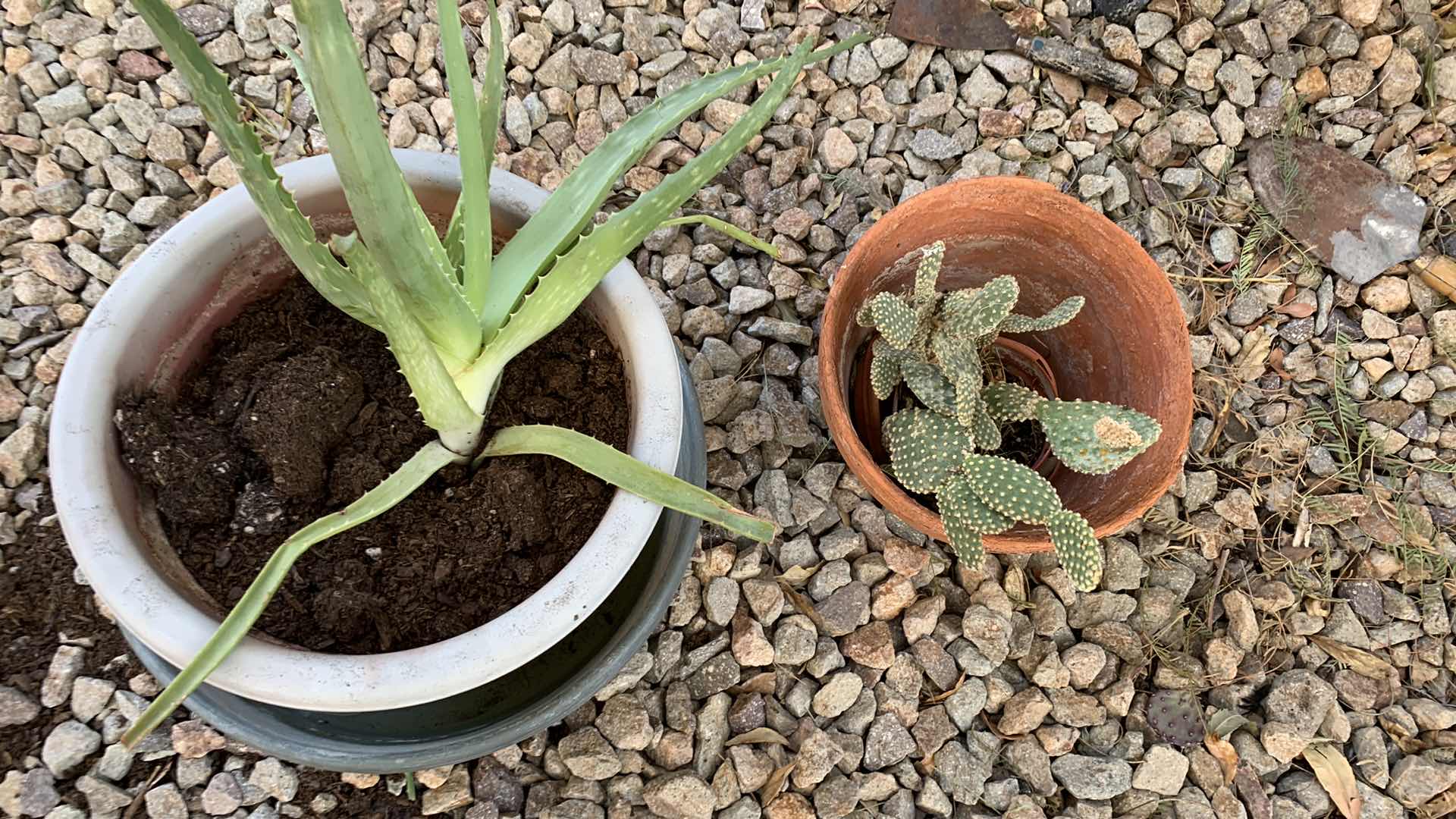 Photo 1 of ALOE VERA PLANT AND A CACTUS