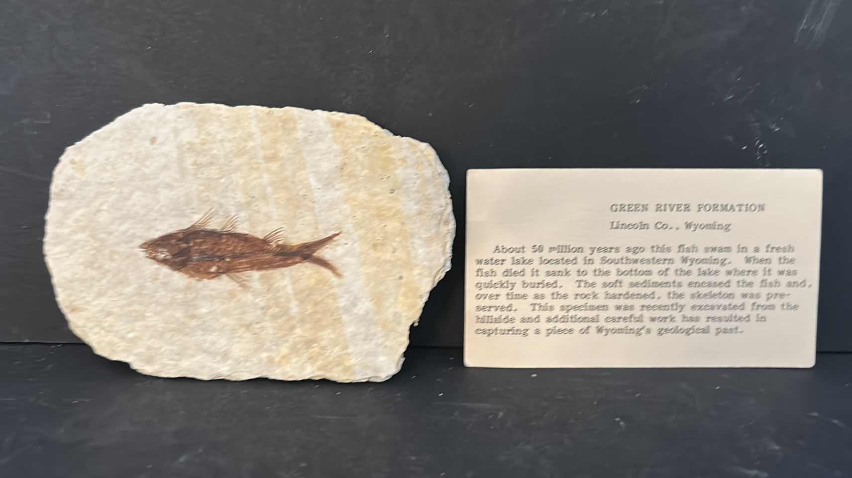 Photo 1 of FISH FOSSIL