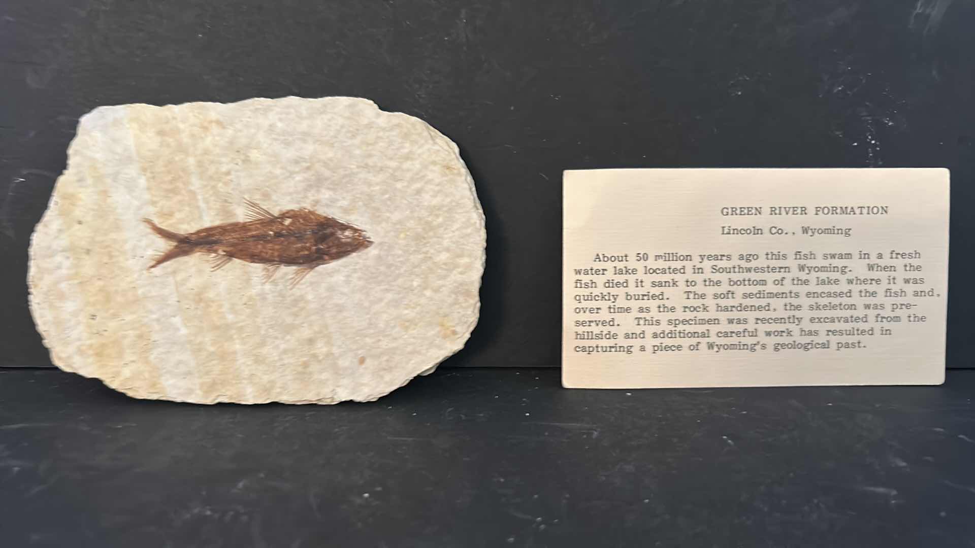 Photo 4 of FISH FOSSIL