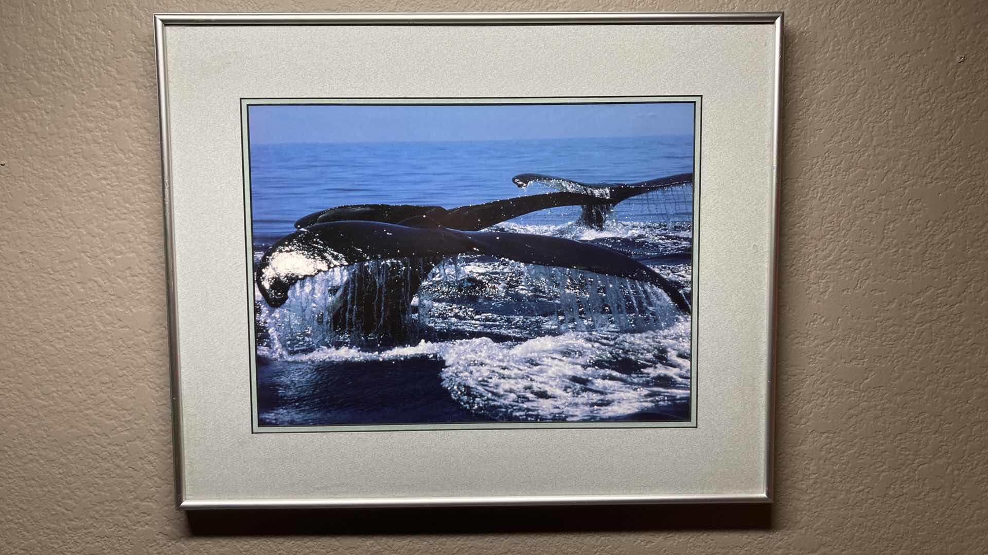 Photo 1 of WHALE TAILS PHOTO FRAMED ARTWORK 19.5” X 16”