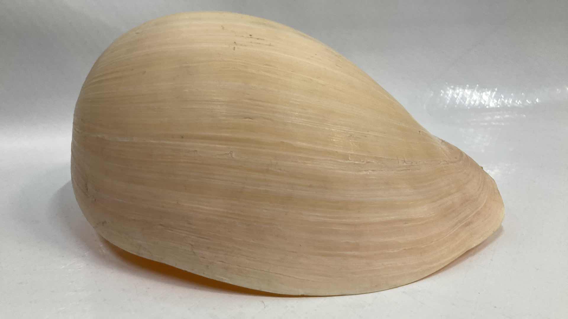 Photo 3 of LARGE MELON SEASHELL 12” X 8” H5.5”